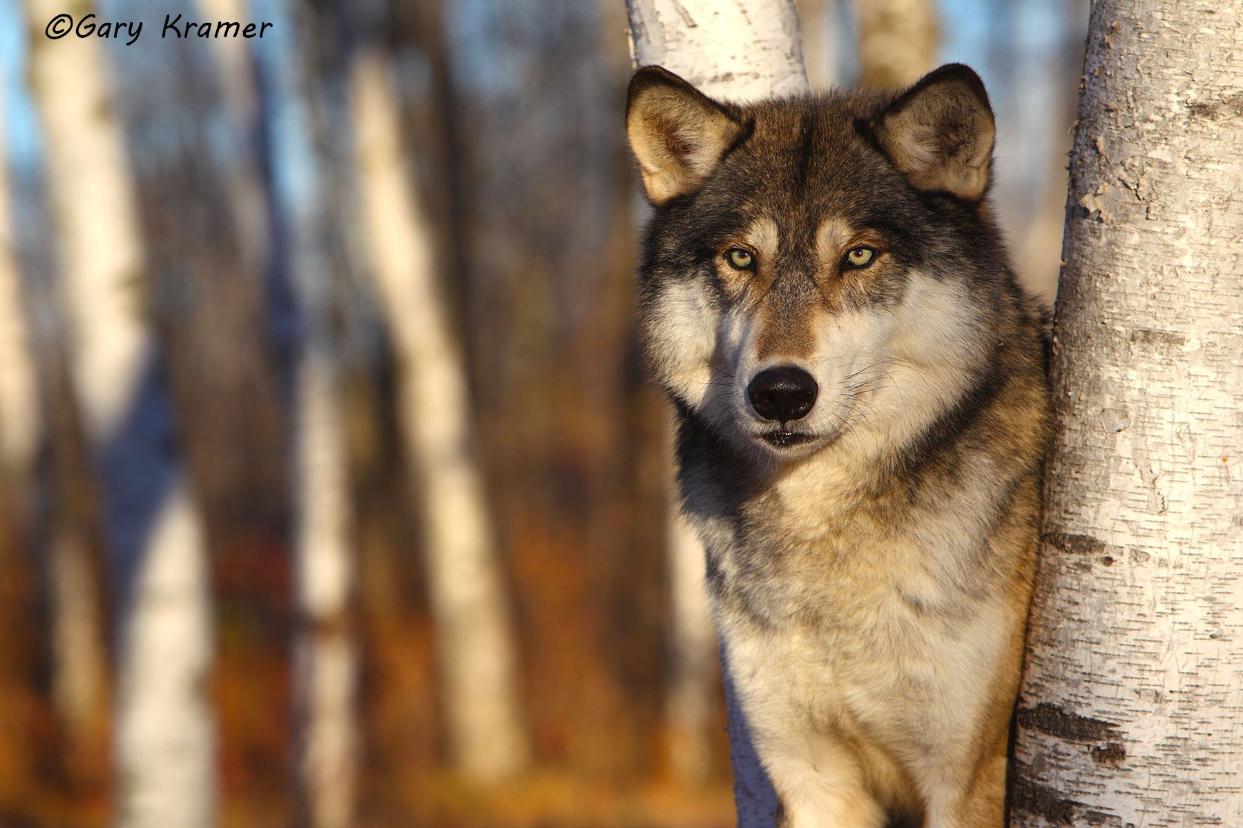 Gray Wolf (Canis lupus) - NMWg#1583d