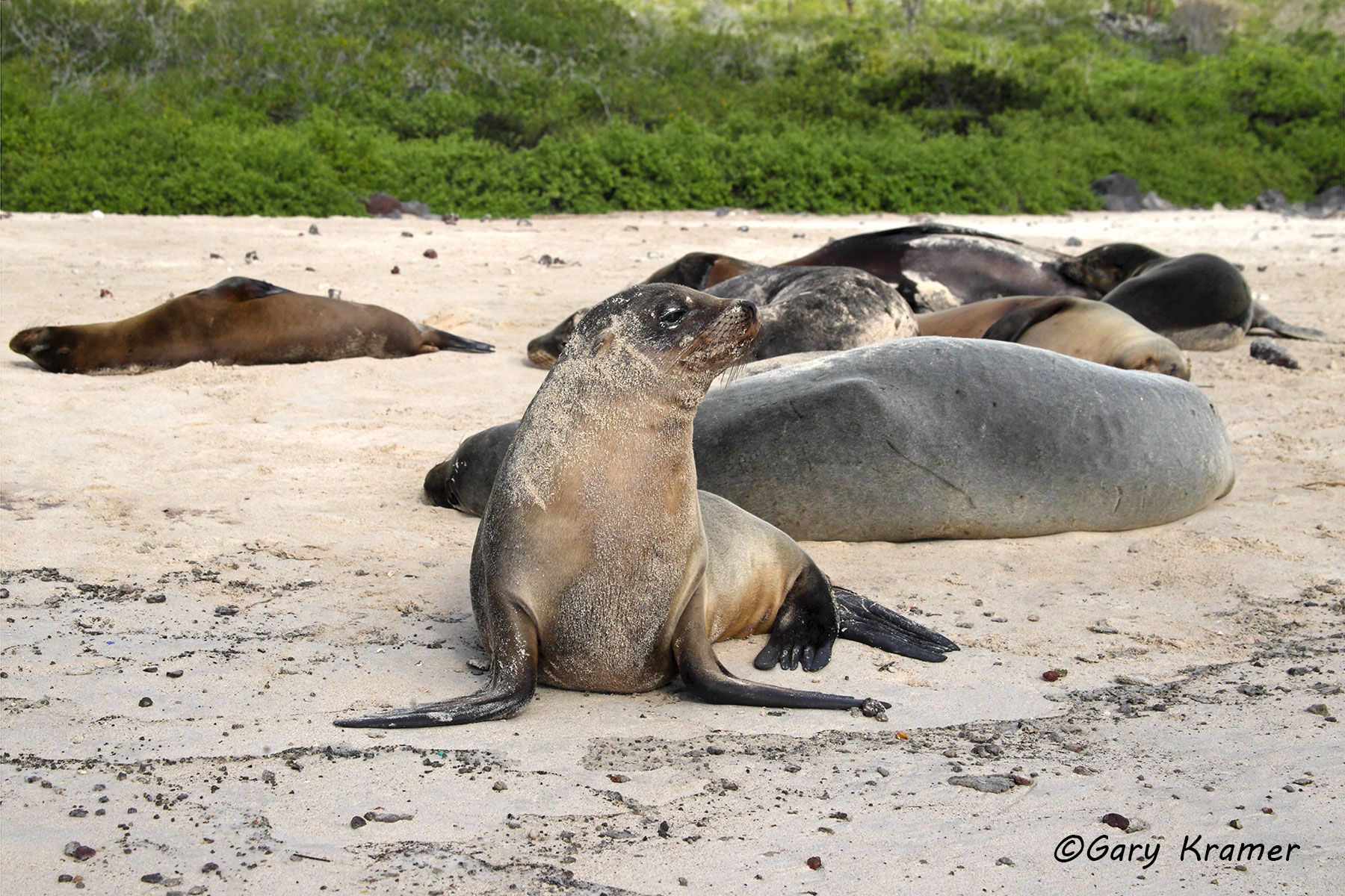 Galapagos Sea Lion (Zalophus californianus wollebaeki) - SMIG#013d.jpg