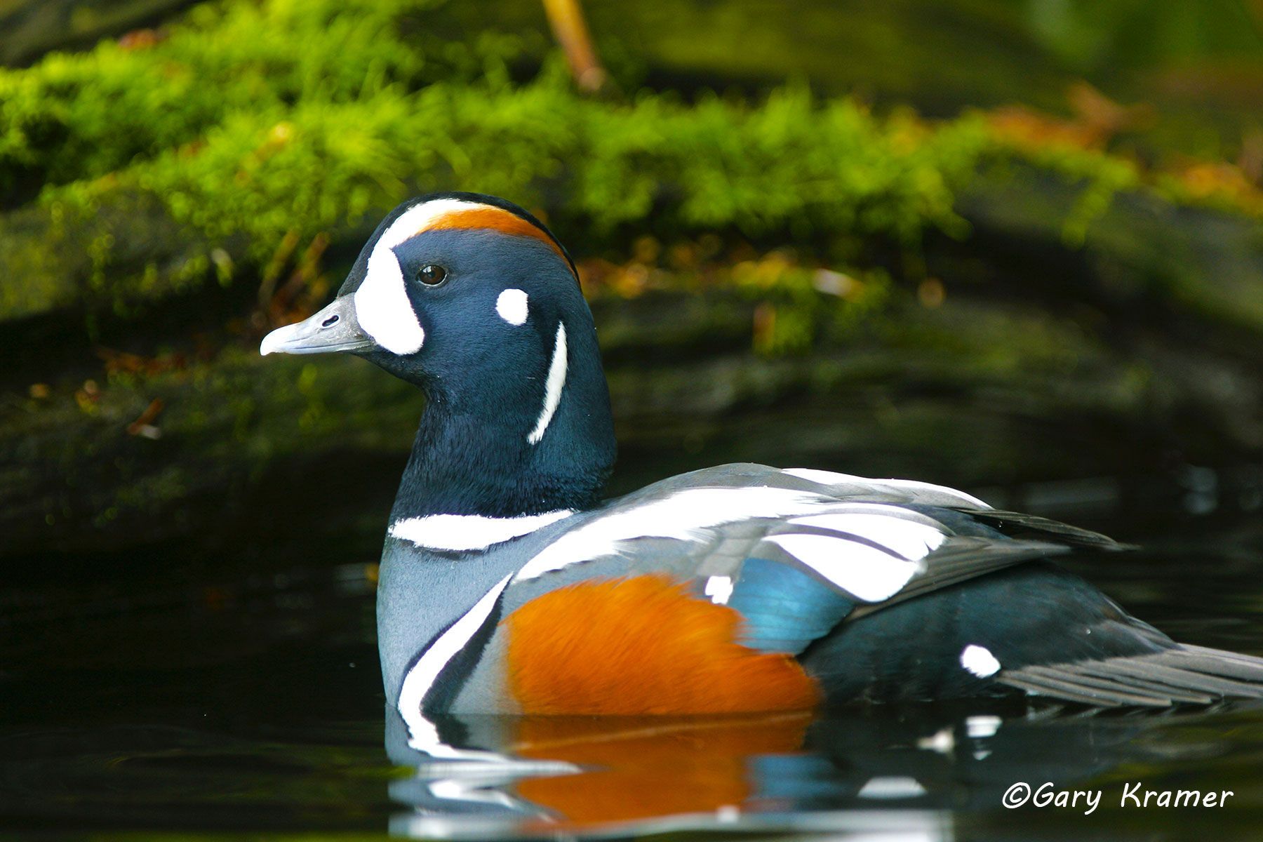 Harlequin Duck (Histrionicus histrionicus) - NBWH#102d