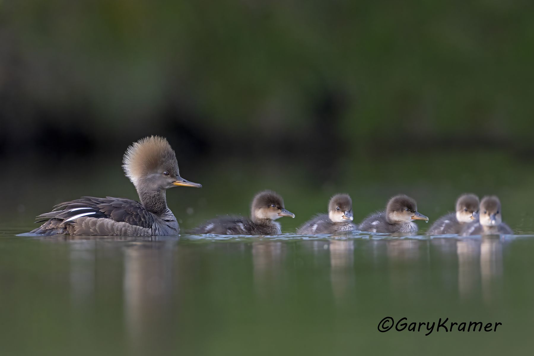 Hooded Merganser (Lophodytes cucullatus) - NBWMh#355d(3)