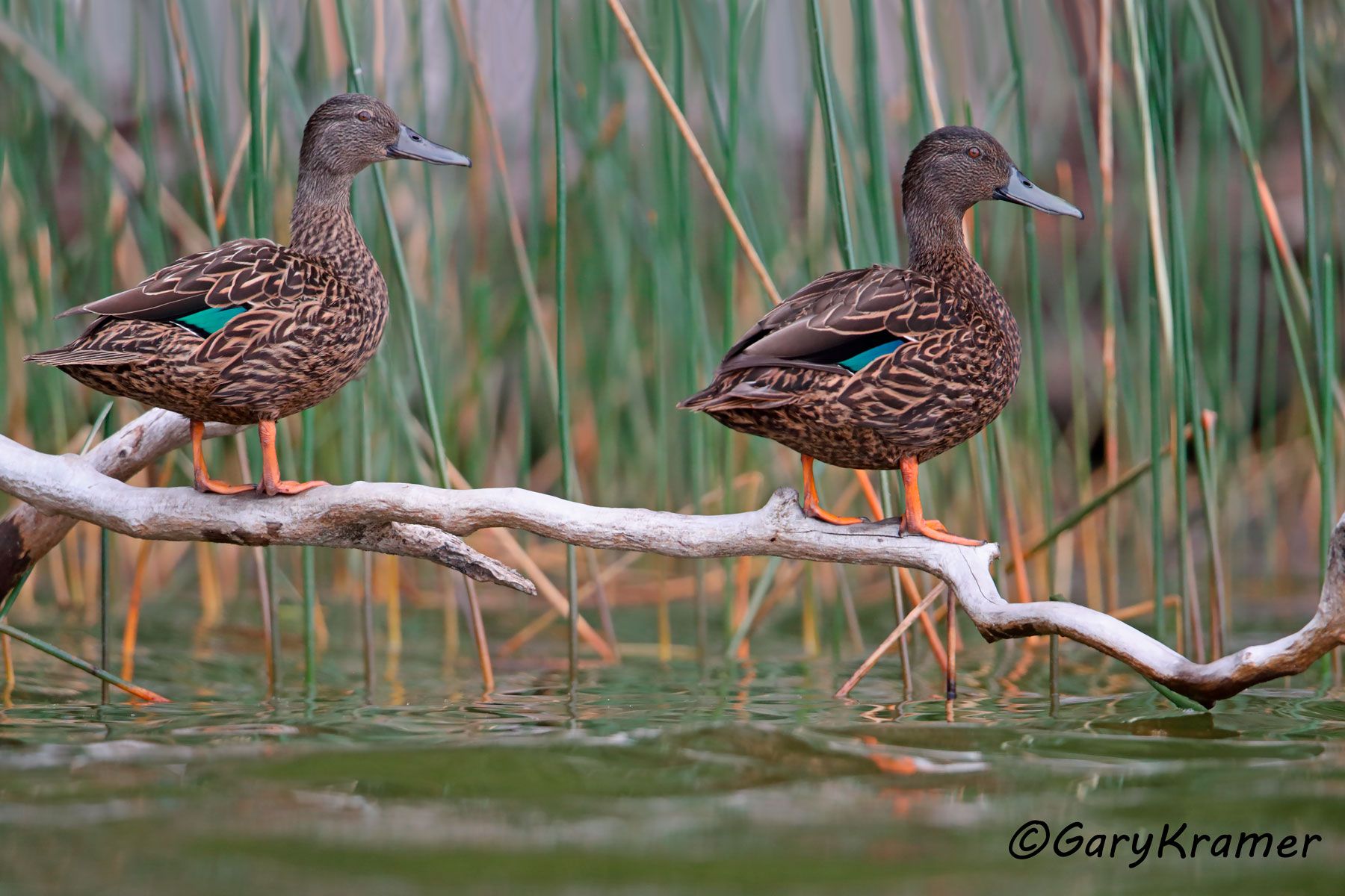 Meller's Duck (Anas melleri)  Meller's Duck (Anas melleri) - EBWDm#122d (Madagascar)