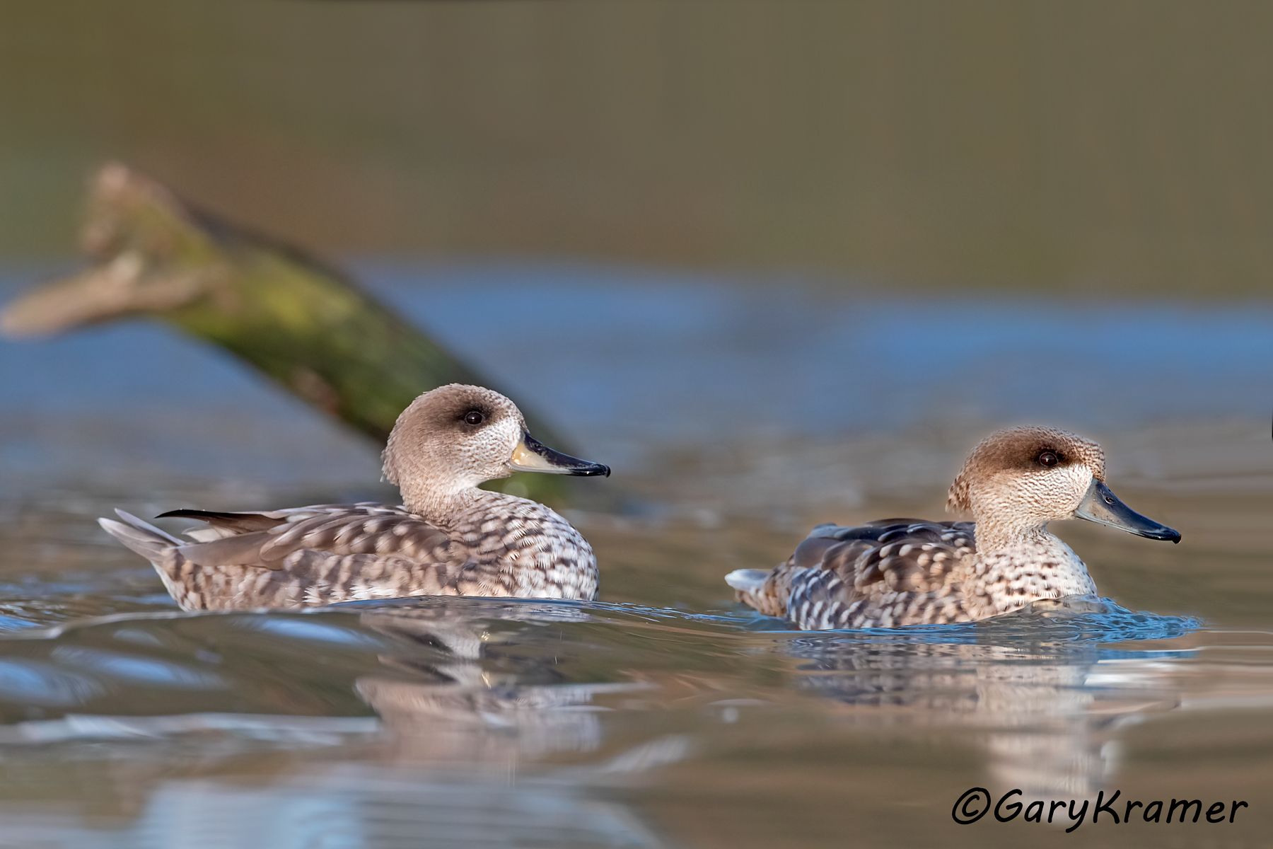 Marbled Duck (Marmaronetta angustirostris)  Marbled Duck (Marmaronetta angustirostris) - EBWMa#067d(2)