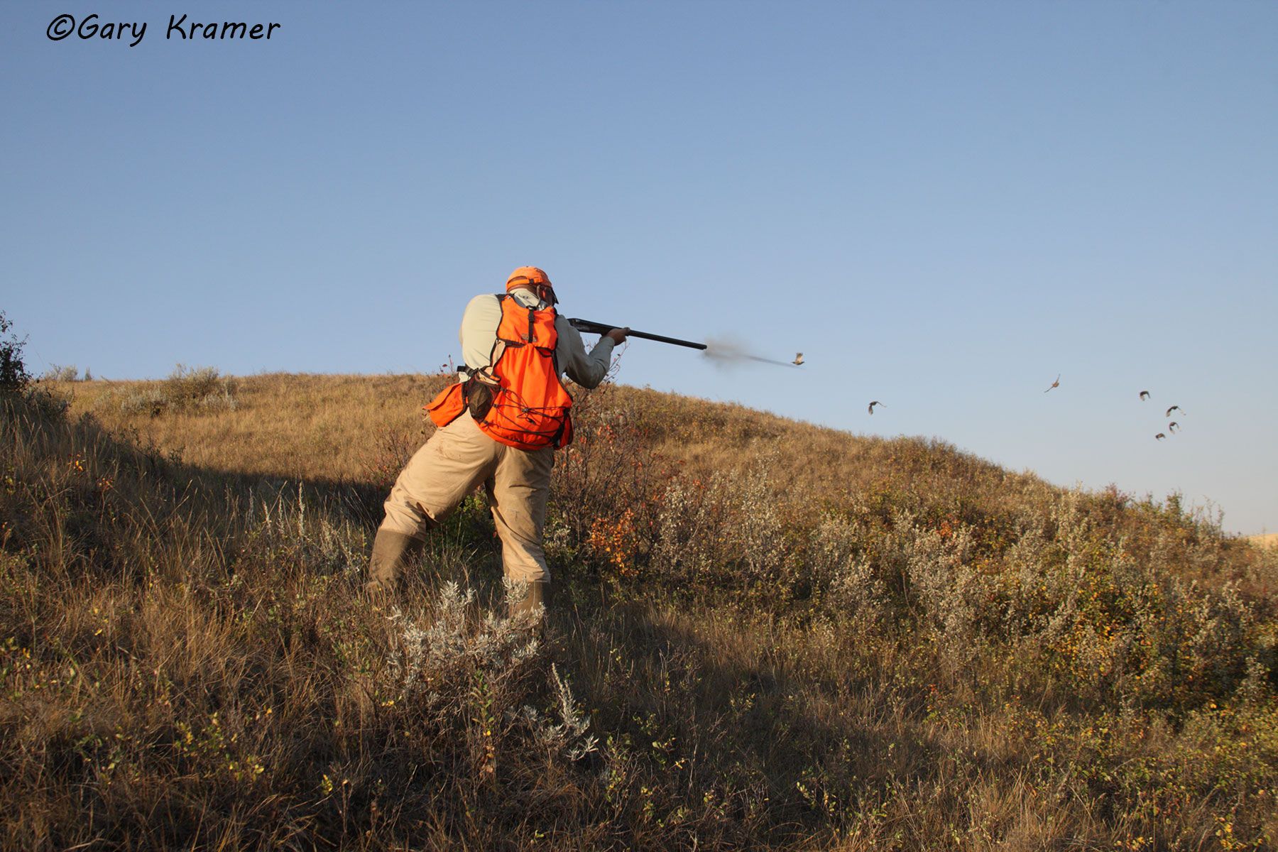Hunter shooting at flushing Gray Partridge Hunter shooting at flushing Gray Partridge - NHAs#018d
