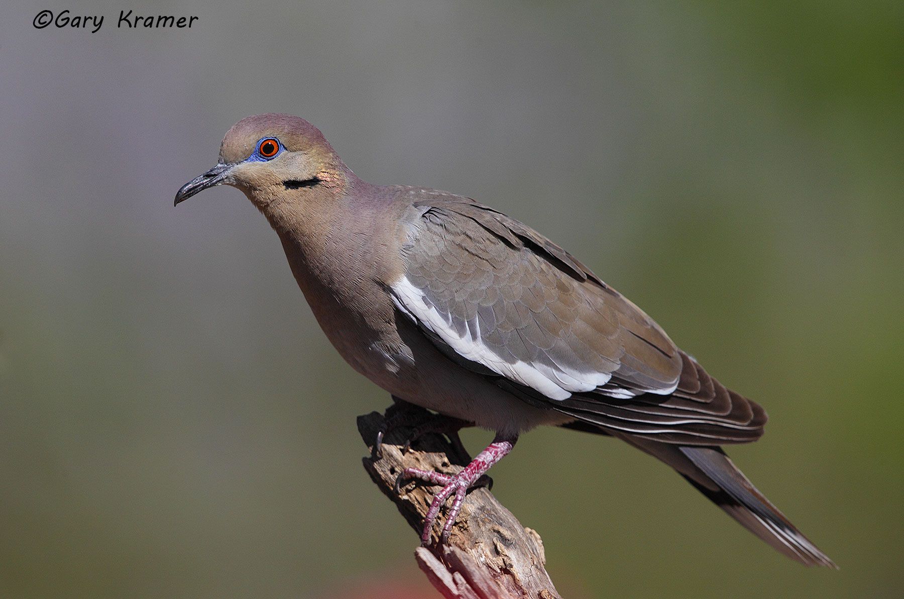 White-winged Dove (Zenaida asiatica) - NBDWw#302d