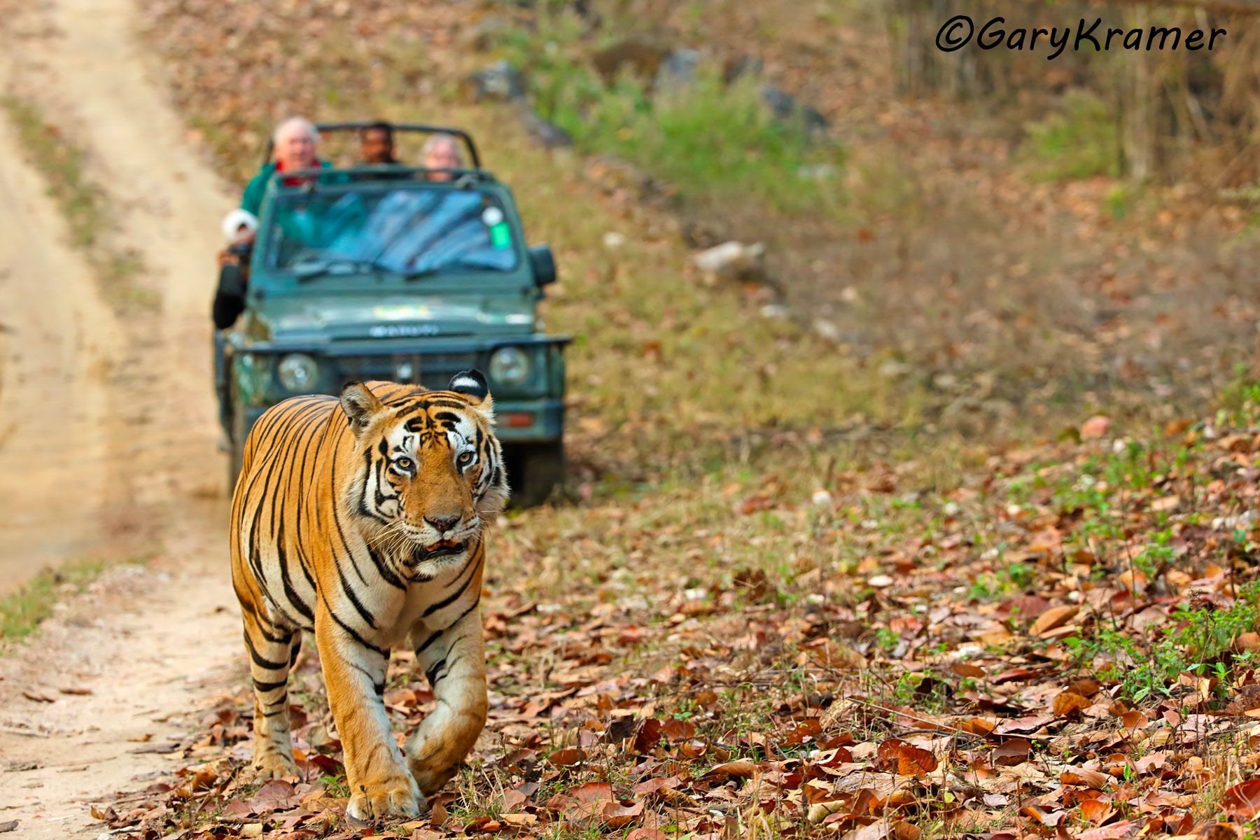 Tiger (Bengal) (Panthera tigrus tigrus) - AMTb#416d
