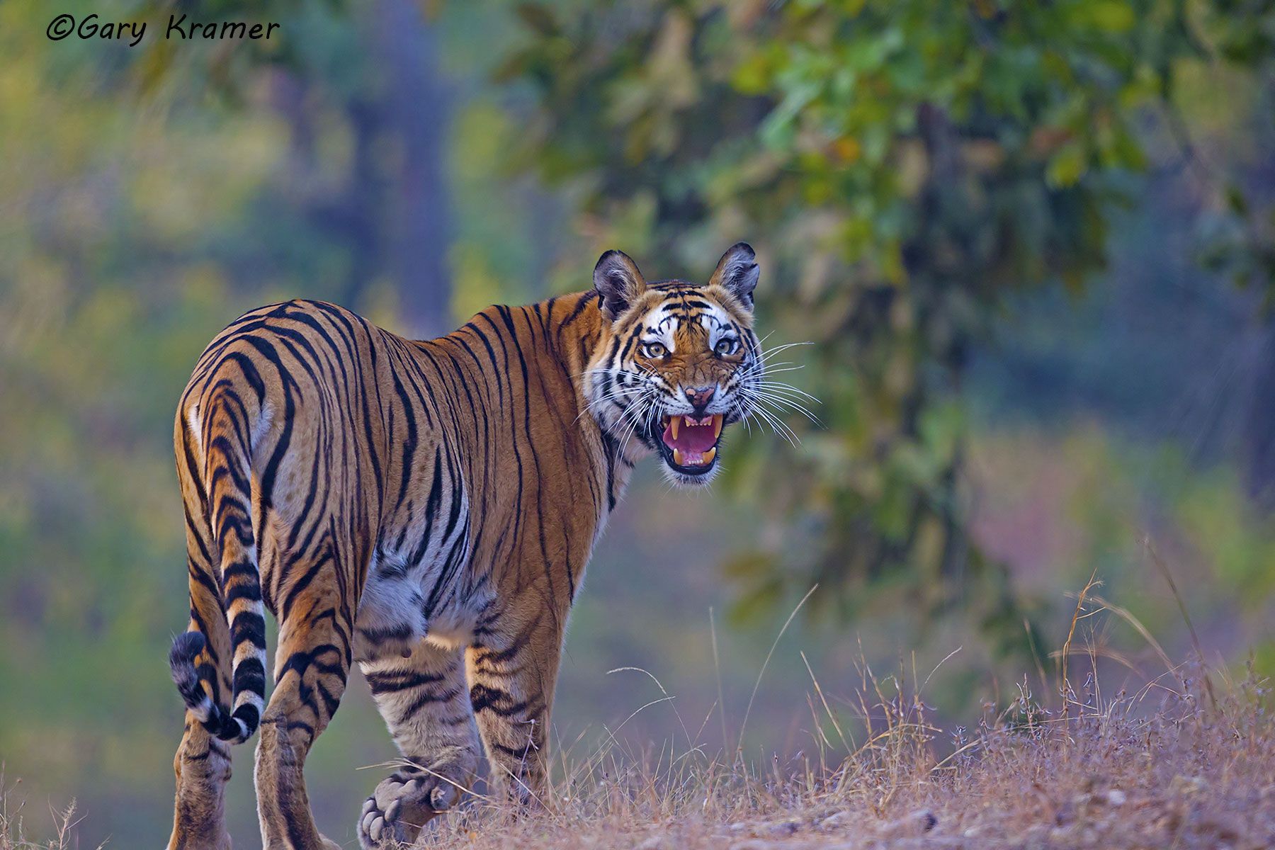 Tiger (Bengal) (Panthera tigrus tigrus) - AMTb#001d