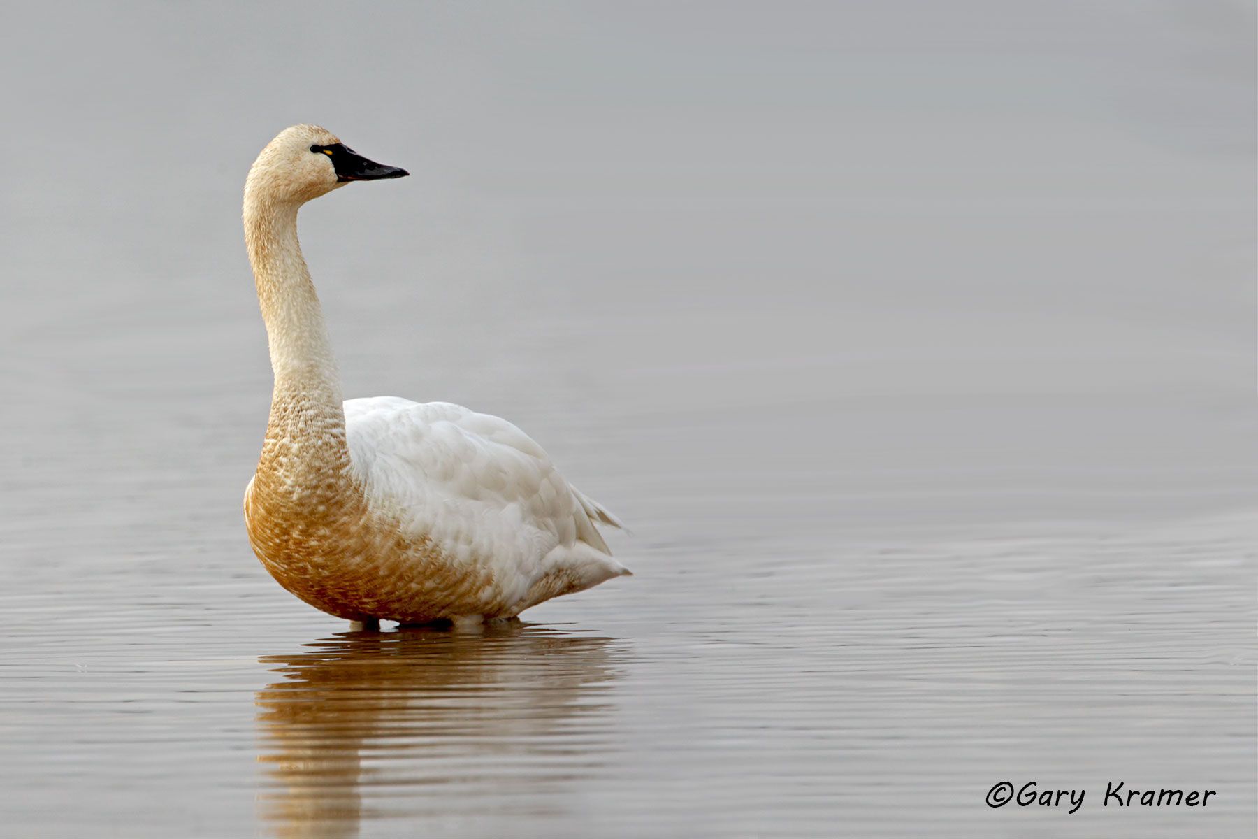 Tundra Swan (Cygnus columbianus) Tundra Swan (Cygnus columbianus) - NBWT#198d