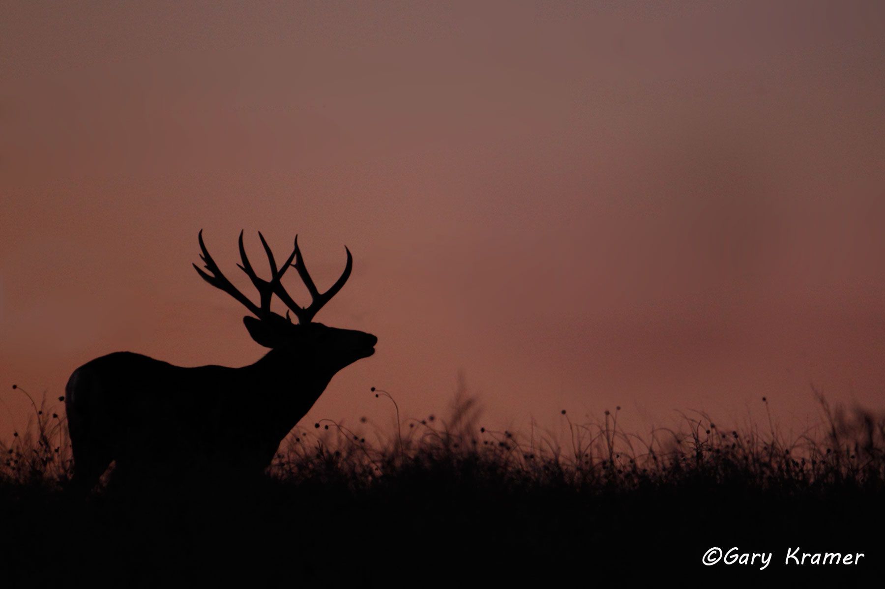 Mule Deer (Odocoileus hemionus hemionus) by GaryKramer.net, 530-934-3873, gkramer@cwo.com Mule Deer (Odocoileus hemionus hemionus) - NMDM#941d