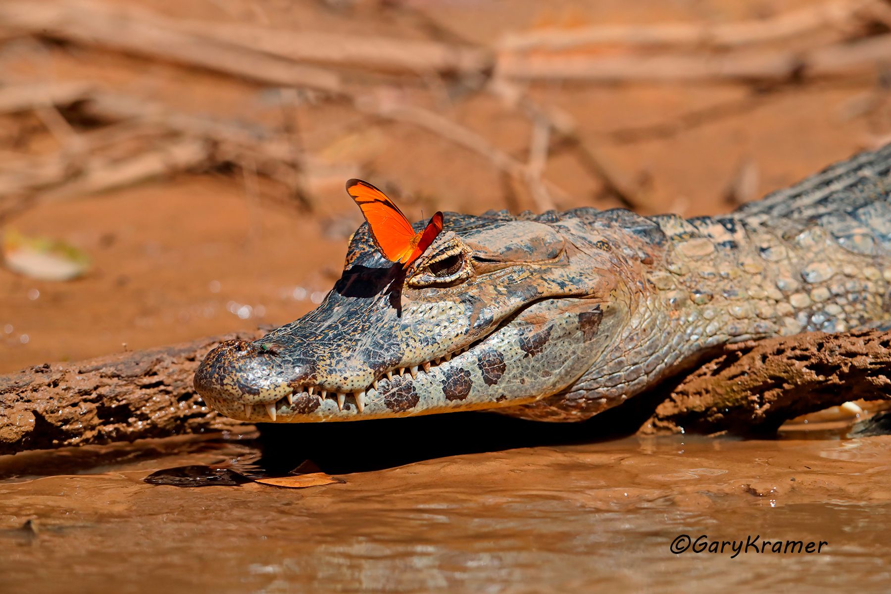 Yacare (Paraguayan) Caiman (Caiman yacare) Yacare (Paraguayan) Caiman (Caiman yacare) - SRCy#010d