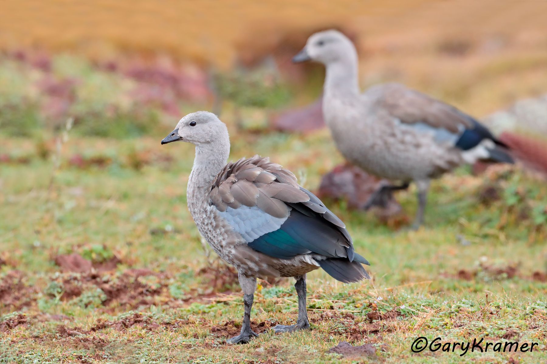 Blue-winged Goose (Cyanoechen cyanoptera)  Blue-winged Goose (Cyanochen cyanoptera) - SBWBg#184d (Ethiopia)