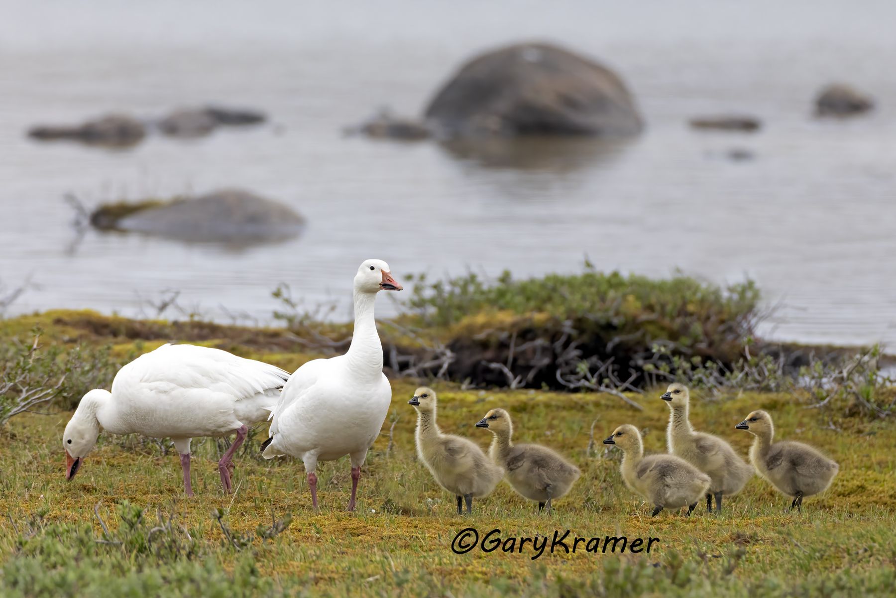 Lesser Snow Goose (Anser caerulescens) - NBWSg#3781d(2)