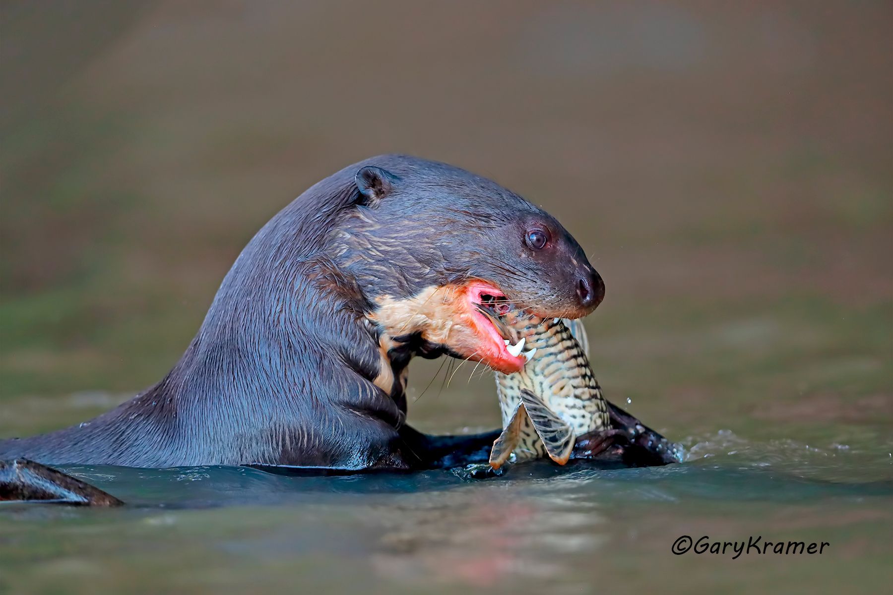Giant Otter (Pteronura brasiliensis) Giant Otter (Pteronura brasiliensis) - SMOg#010d