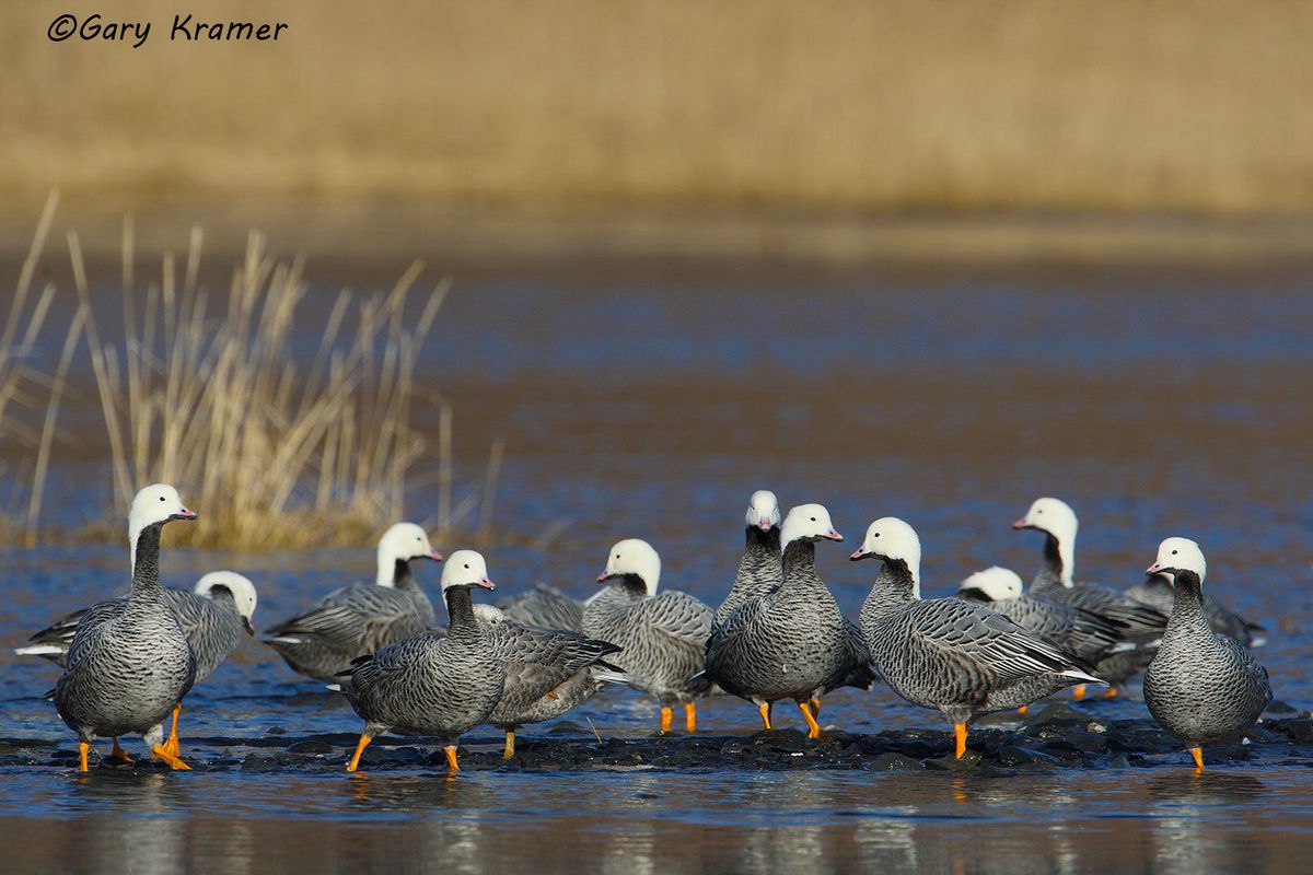 Emperor Goose  Ducks Unlimited