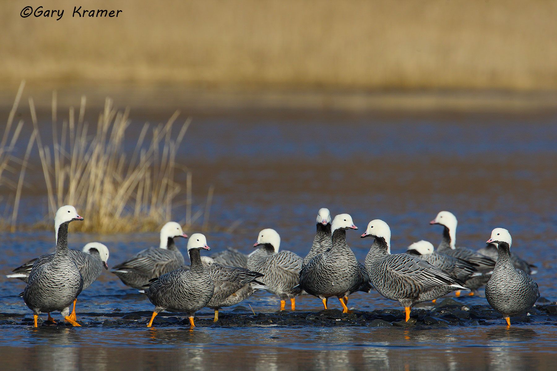 Emperor Goose (Anser canagicus) by GaryKramer.net, 530-934-3873, gkramer@cwo.com Emperor Goose (Anser canagicus) - NBWEg#061d