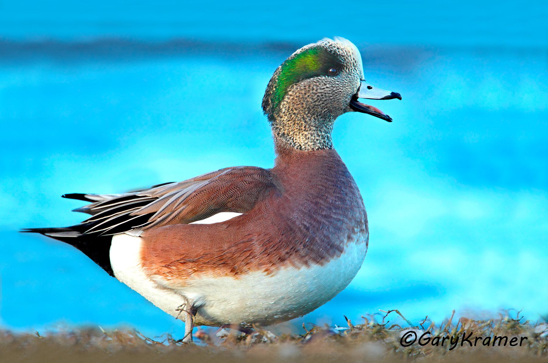 American Wigeon (Anas americana) American Wigeon (Anas americana) - NBWW#800d