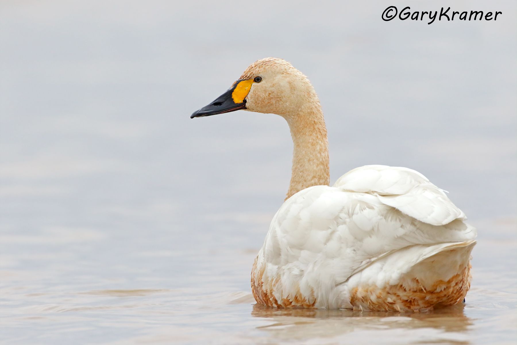 Whooper Swan (Olor cygnus)  Whooper Swan (Olor cygnus) - EBWSw#598d