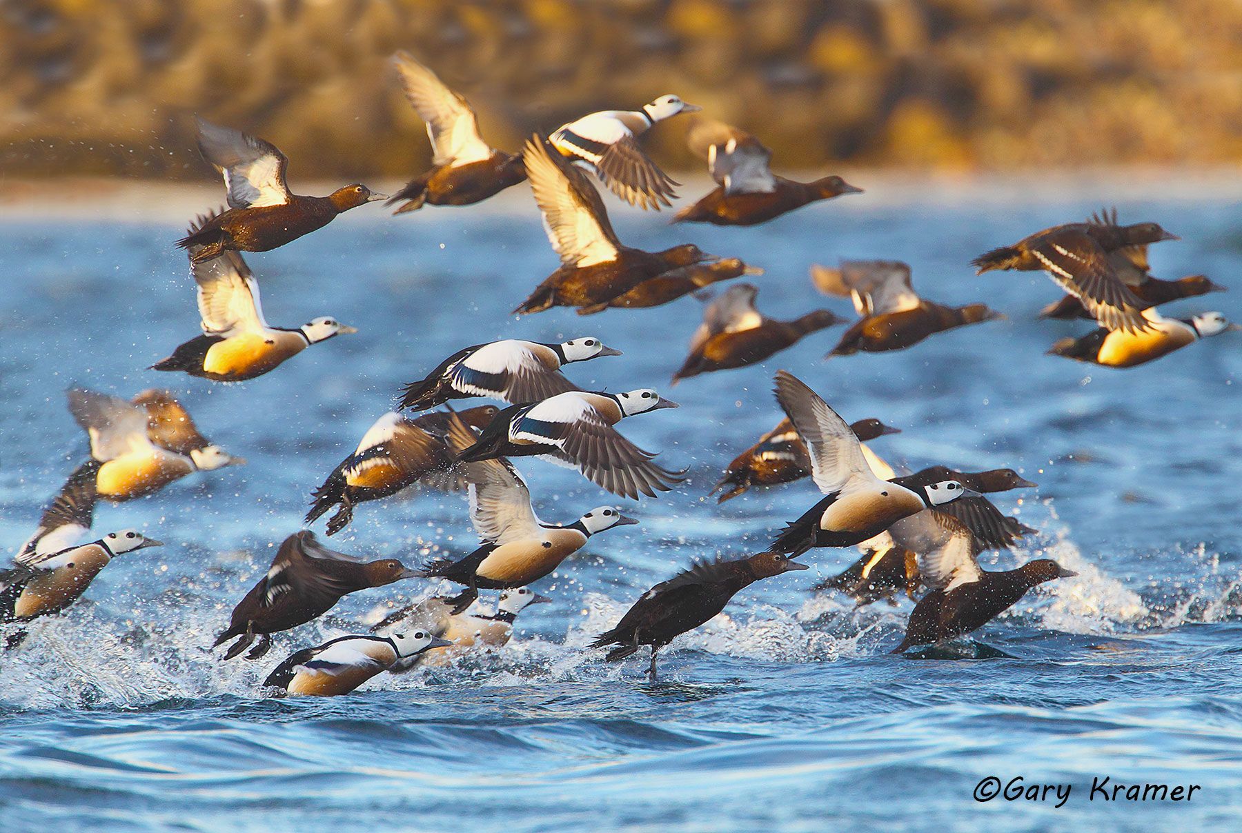 Steller's Eider (Polysticta stelleri) Steller's Eider (Polysticta stelleri) - NBWEt#184d