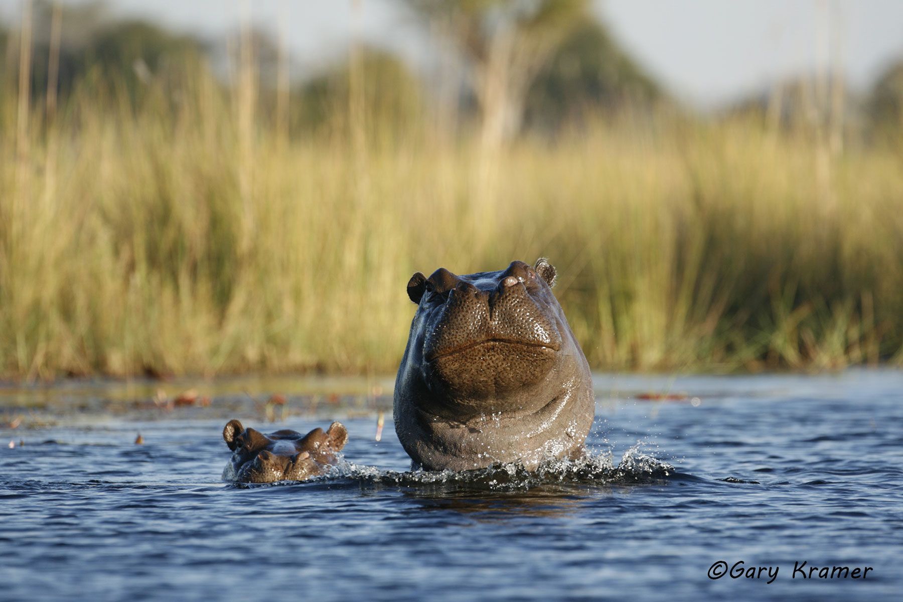 Hippopotamus (Hippopotamus amphibius) Hippopotamus (Hippopotamus amphibius) - AMH#036d