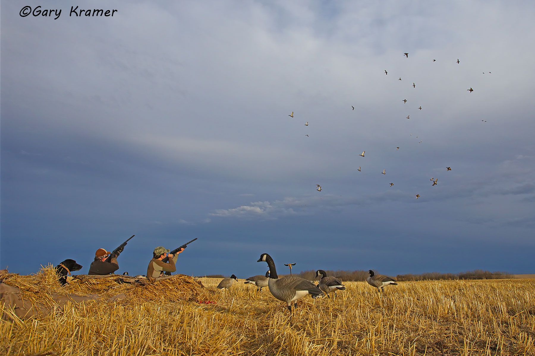 Hunter(s) shooting at ducks over decoys (field set) - NHDad#520d