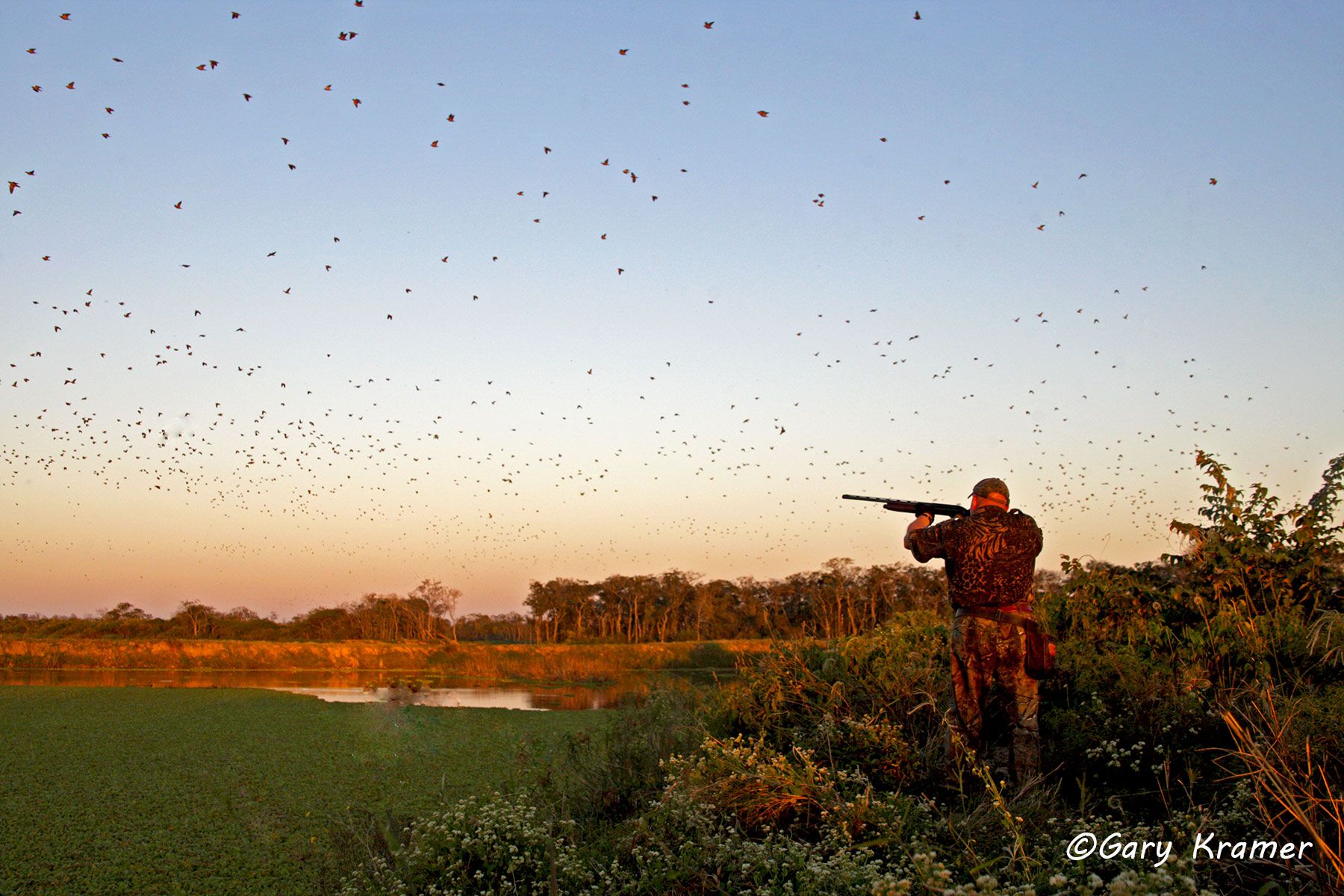 Hunter(s) shooting at Eared Dove, Argentina/Uruguay Hunter shooting at Eared Dove, Bolivia - SHds#463d