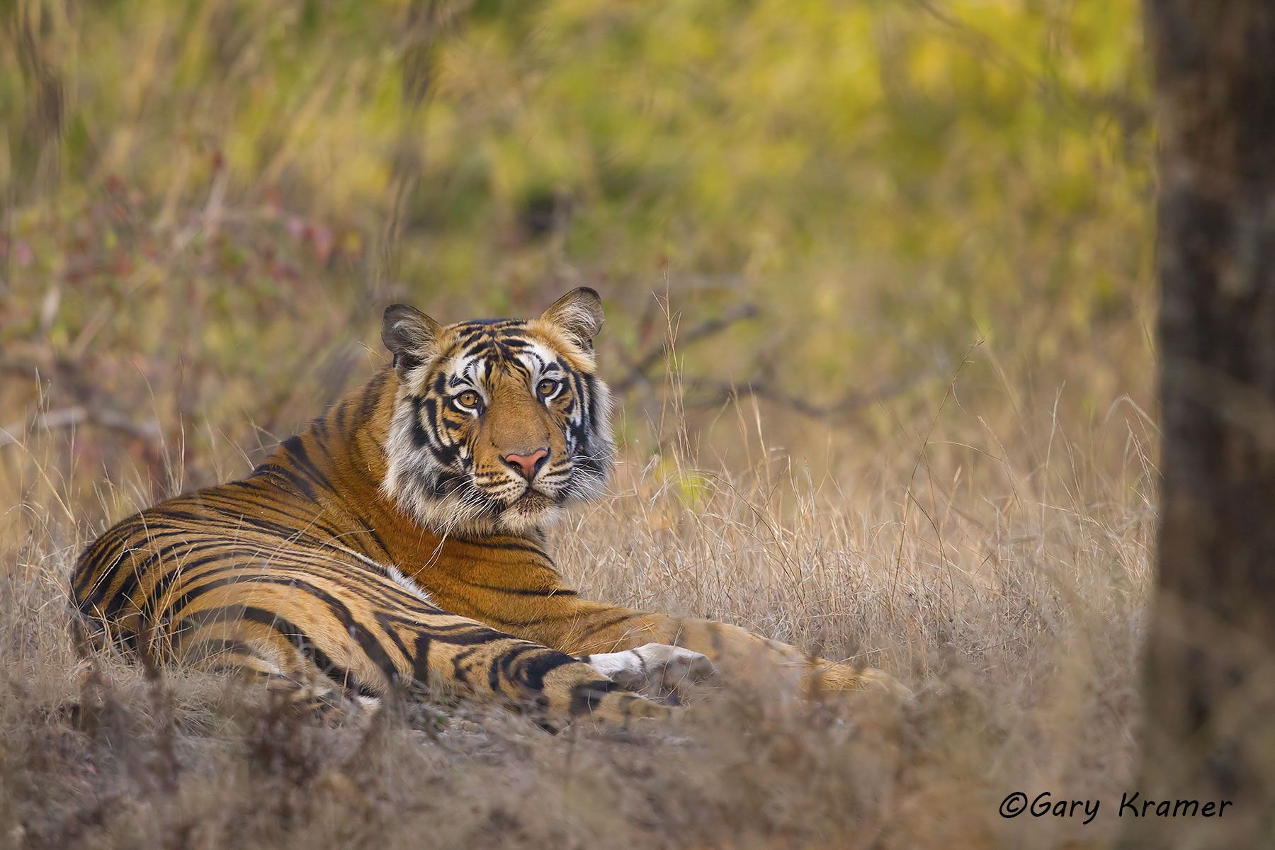 Tiger (Bengal) (Panthera tigrus tigrus) - AMTb#122d