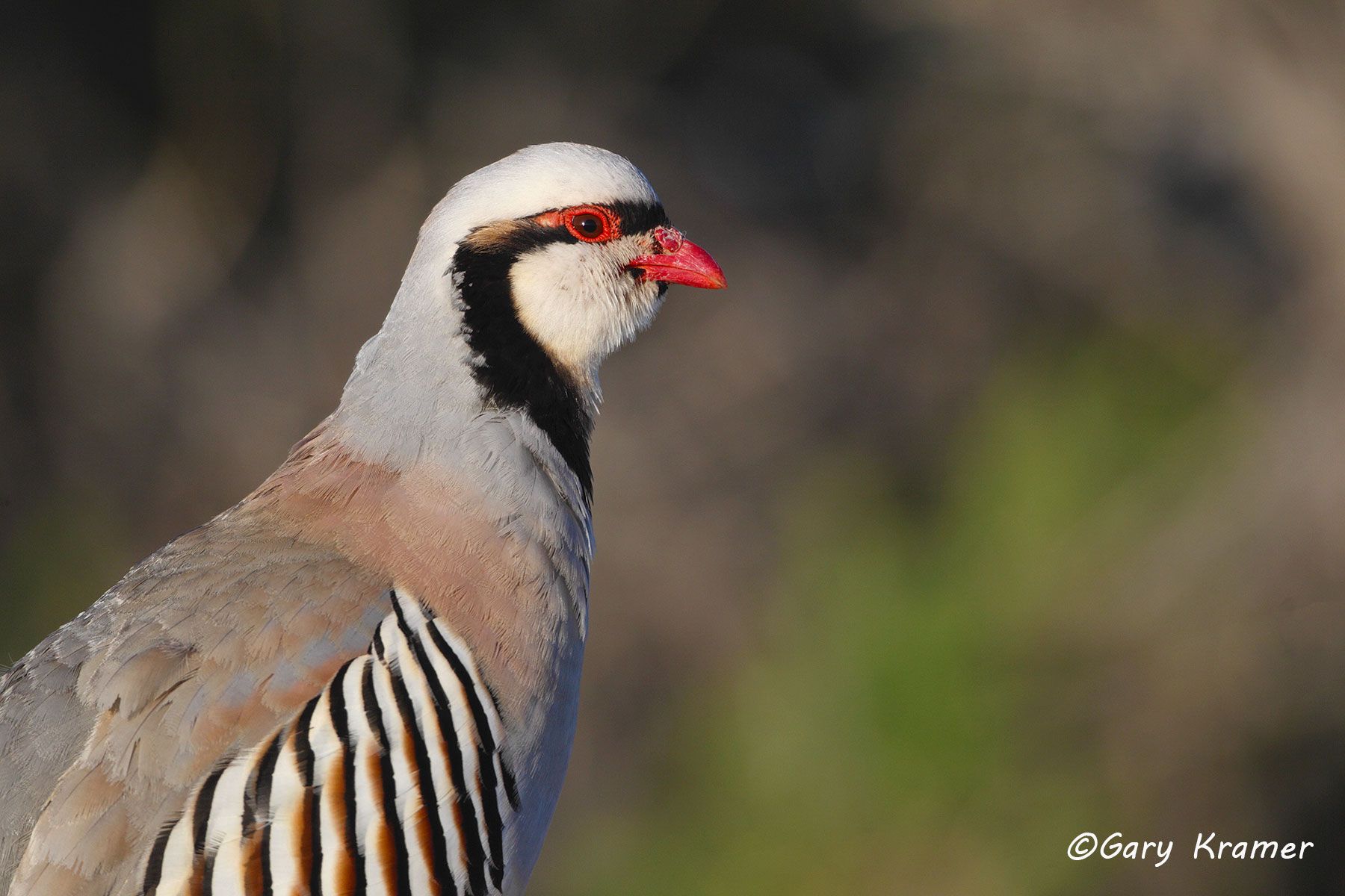 Chukar (Alectoris chukar) Chukar (Alectoris chukar) - NBGC#352d