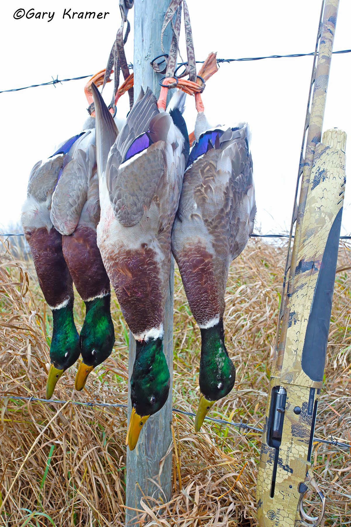 Mallard(s) in the bag - NHDbm#105d