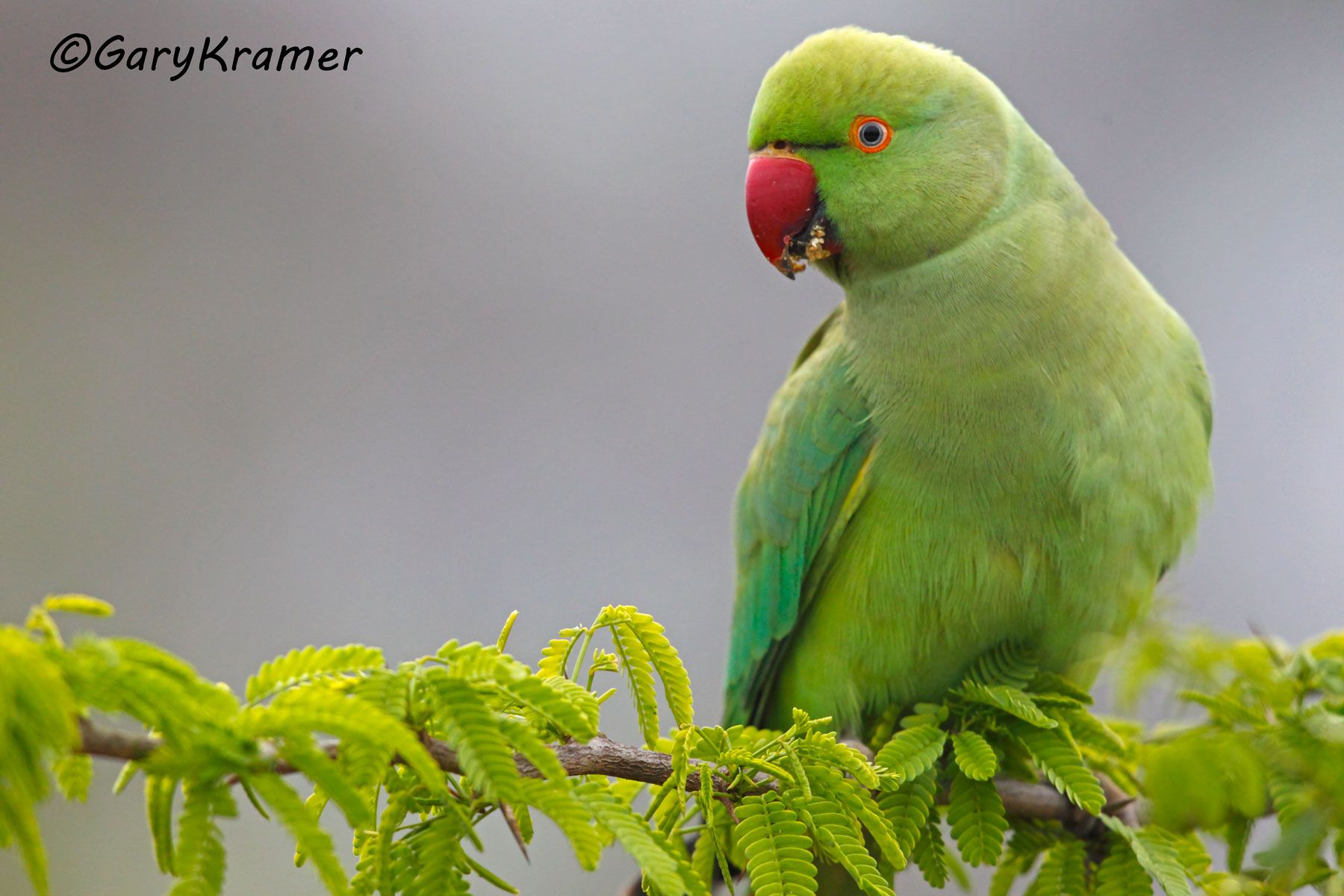 Rose-ringed Parakeet (Psittacula Krameri) - IBPr#012d