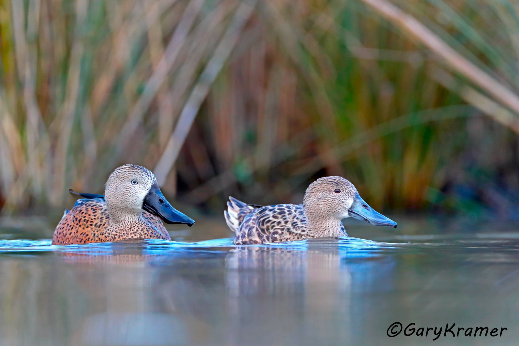 Red Shoveler (Spatula platalea) - SBWSr#197d(2) (Argentina)