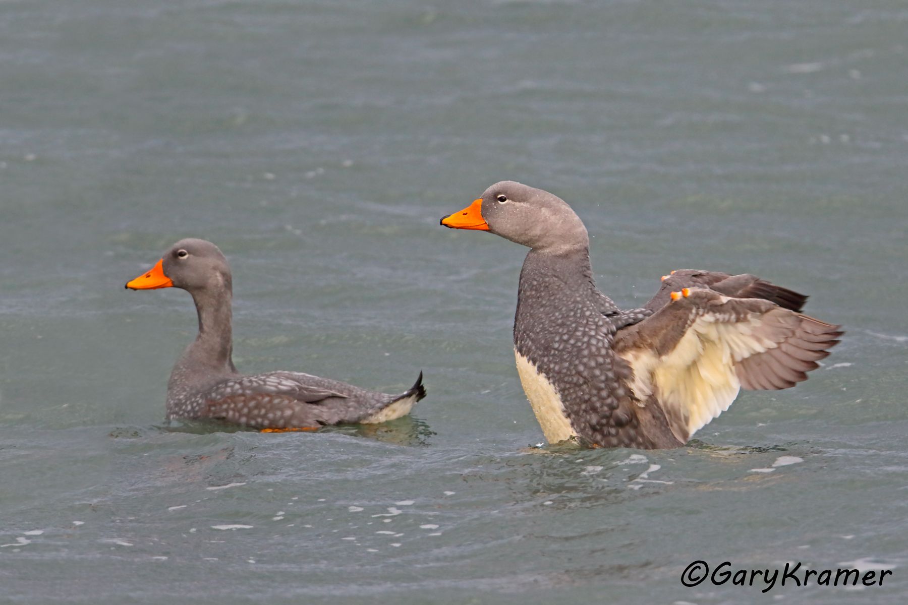 Flightless Steamer Duck (Tachyeres pteneres) - SBWSdm#018d (Chile)