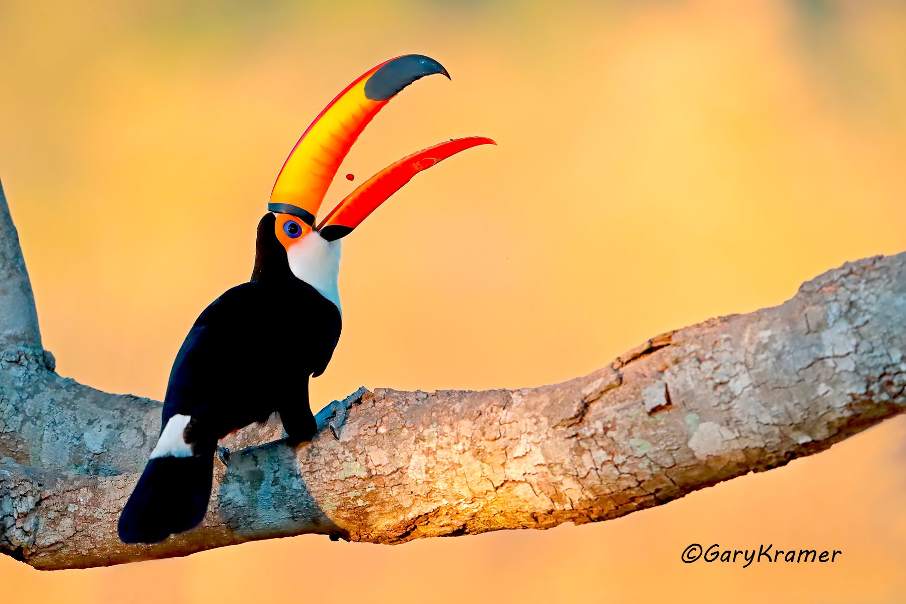 Toco Toucan (Ramphastos toco) Toco Toucan (Ramphastos toco) - SBTt#006d