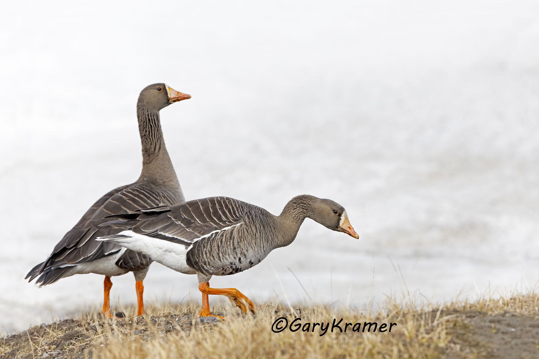 White-fronted Goose (Anser albifrons) - NBWWf#3387d
