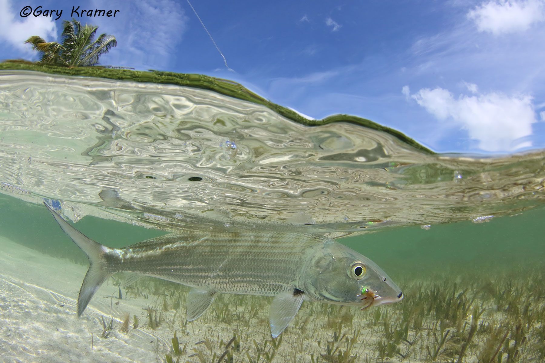 Bonefish w/ fly, Mexico - NFBff#325d