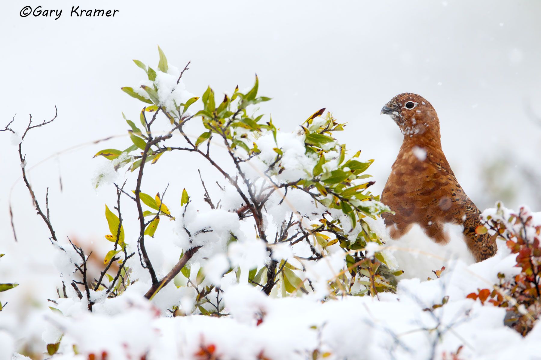 Willow Ptarmigan (summer-fall) (Lagopus lagopus) - NBGPw#318d