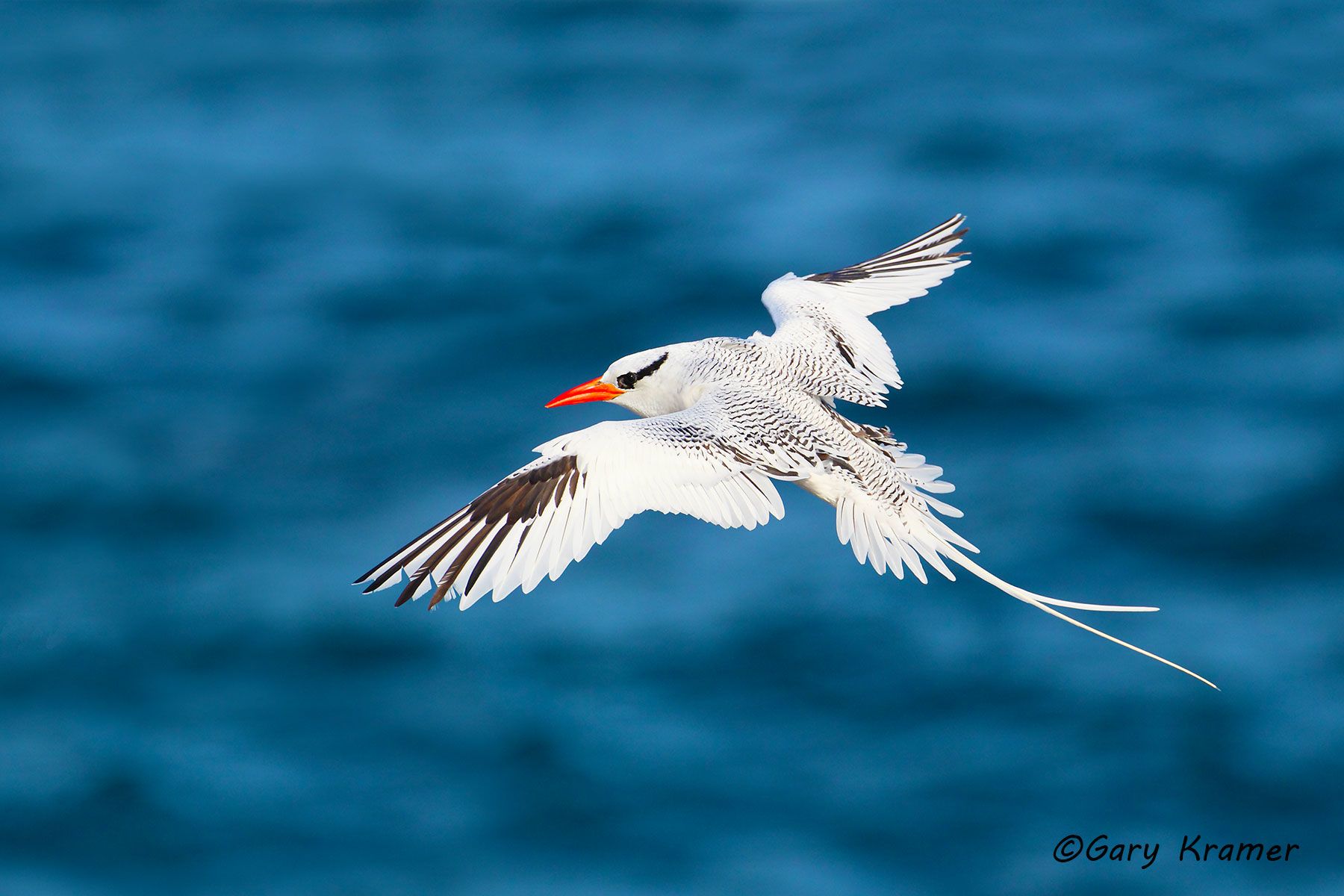 Red-billed Tropicbird (Phaethon aethereus) - NBTrb#010d.jpg