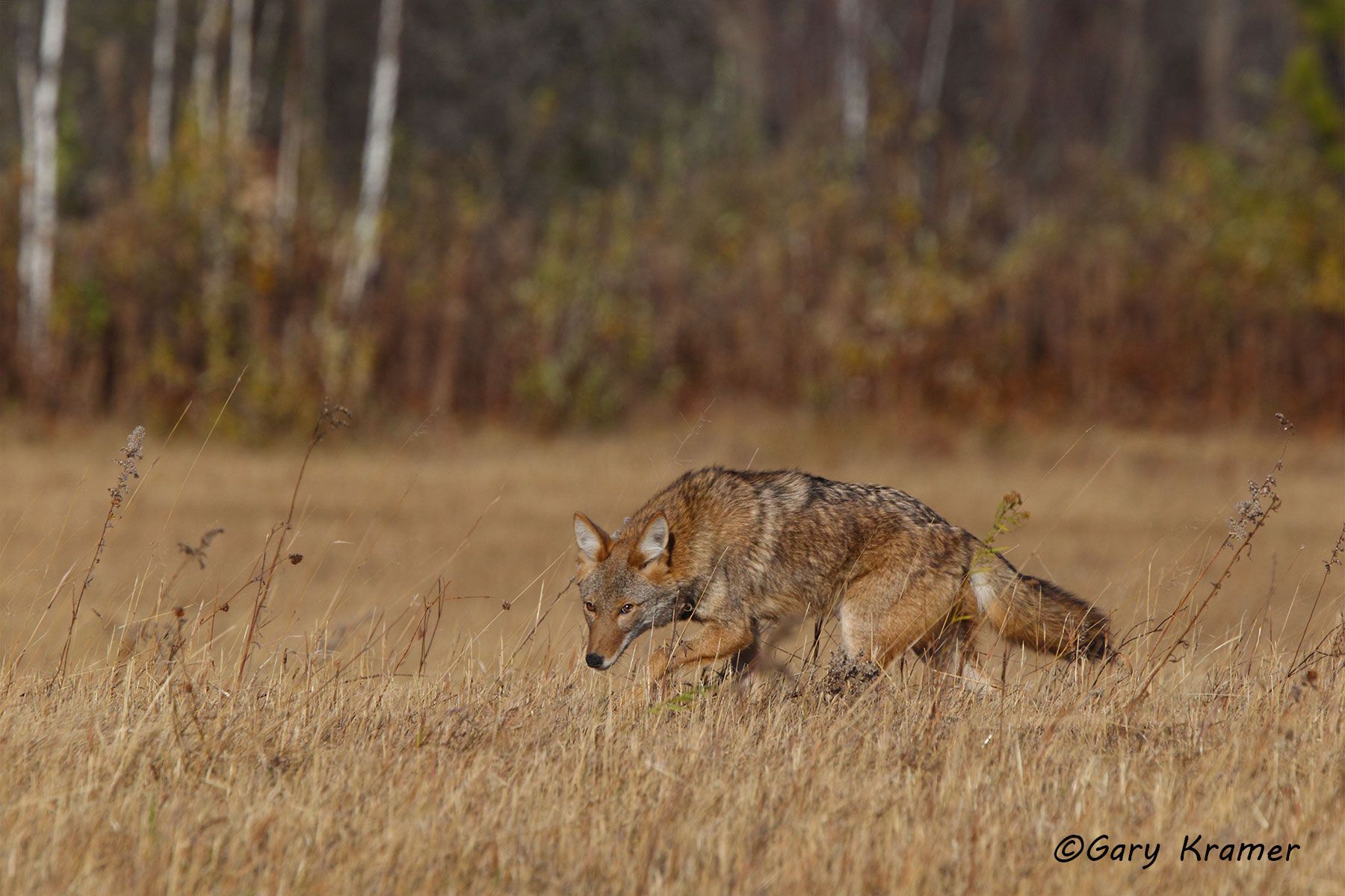 Coyote (Canis latrans) - NMC#738d