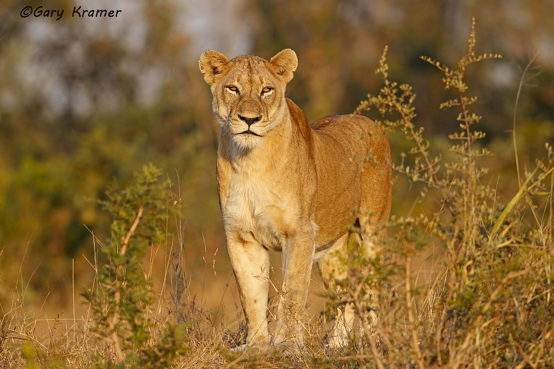 African Lion (Panthera leo) African Lion (Panthera leo) - AMPA#877d