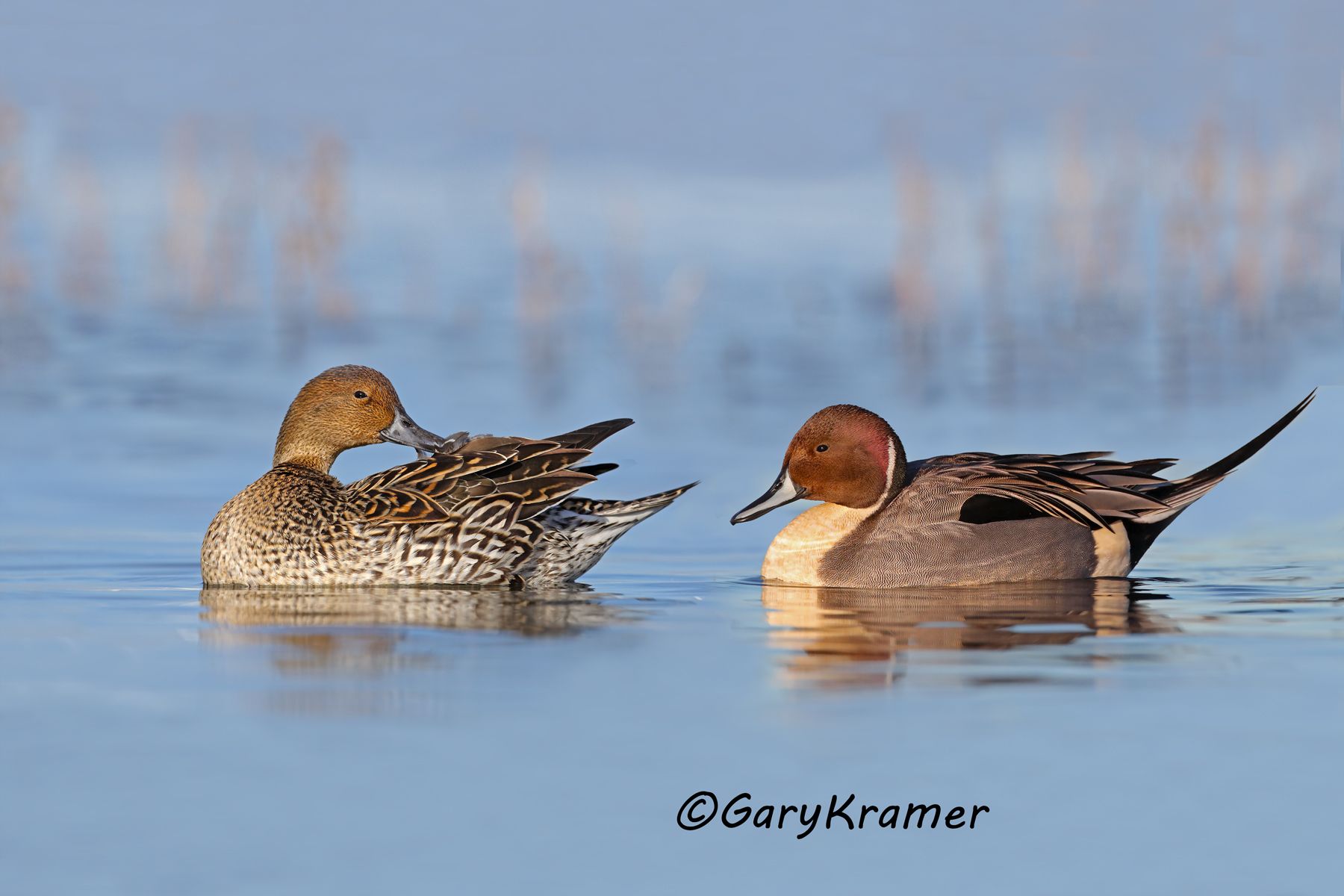 Northern Pintail (Anas acuta) - NBWP#6485d(3)