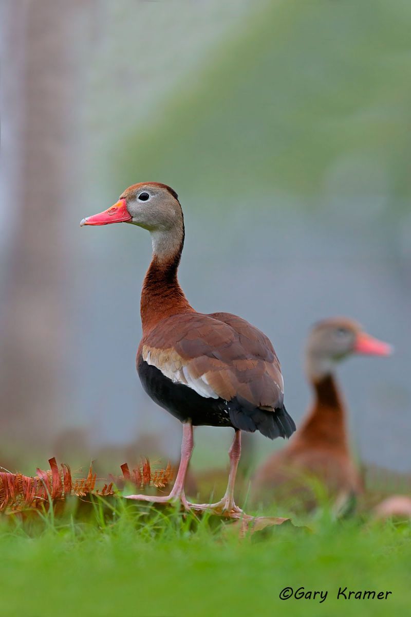 Black-bellied Whistling Duck (Dendrocygna autumnalis) - NBWBbw#635d(2)