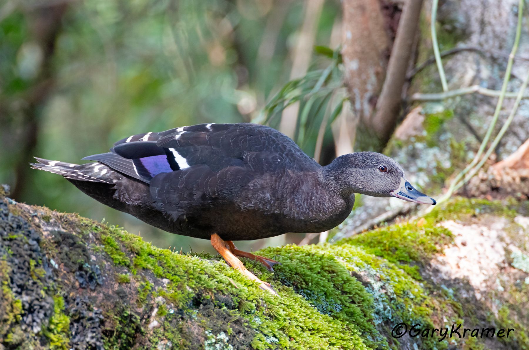 African Black Duck (Anas sparsa)  African Black Duck (Anas sparsa) - ABWB#377d ( Kenya)