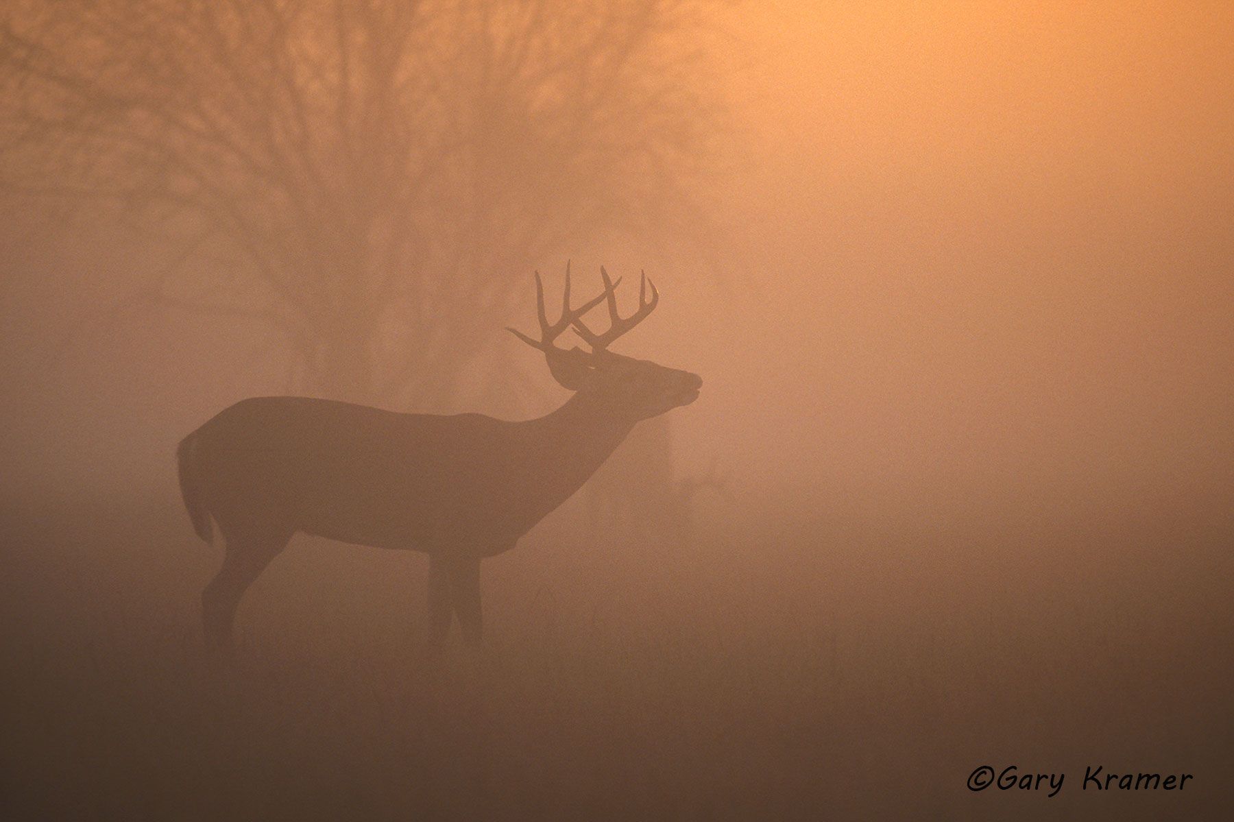 White-tailed Deer (Odocoileus virginianus) by GaryKramer.net, 530-934-3873, gkramer@cwo.com White-tailed Deer (Odocoileus virinianus) - NMDW#115
