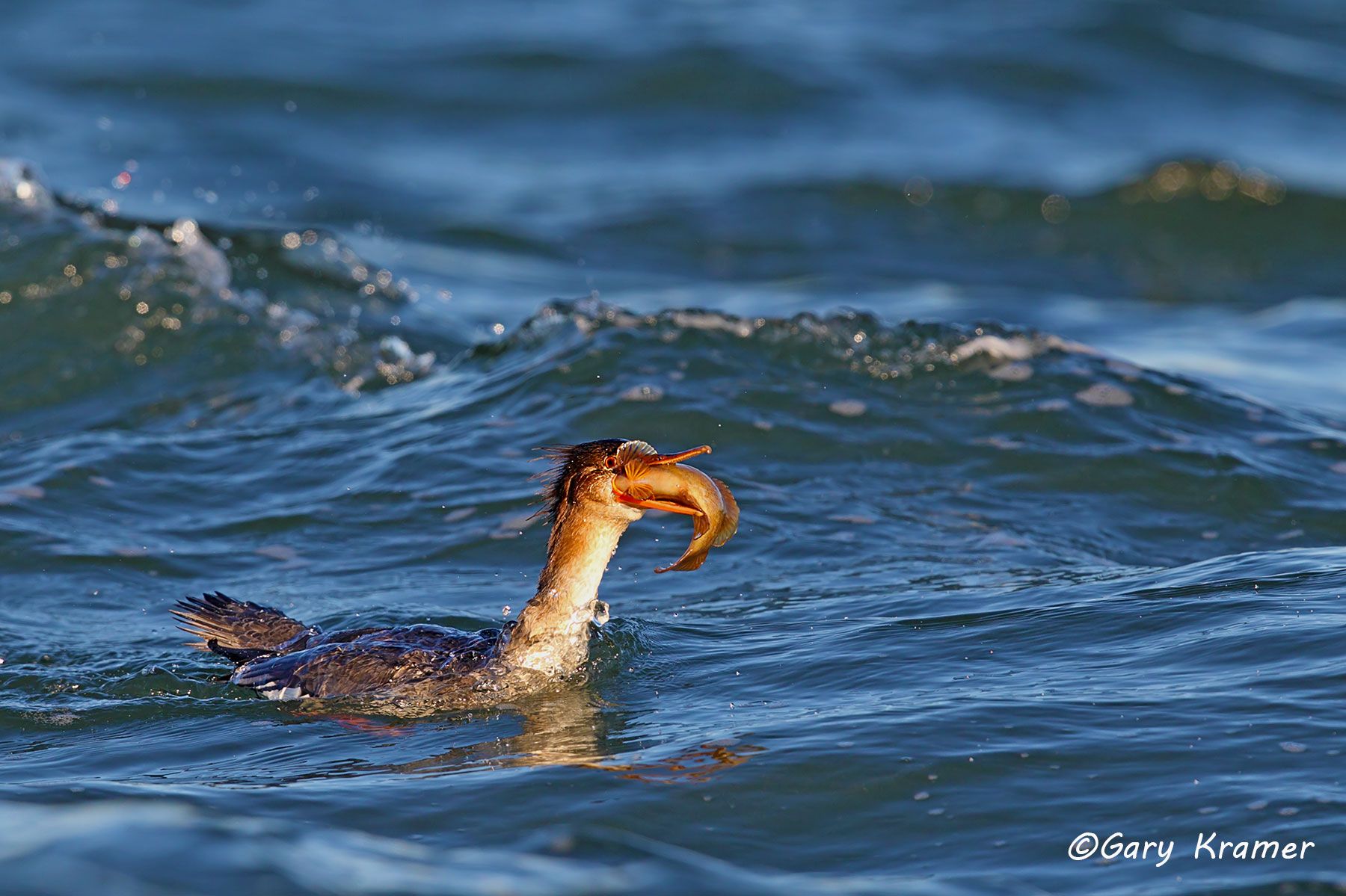 Red-breasted Merganser (Mergus serrator) Red-breasted Merganser (Mergus serrator) - NBWMr#093d