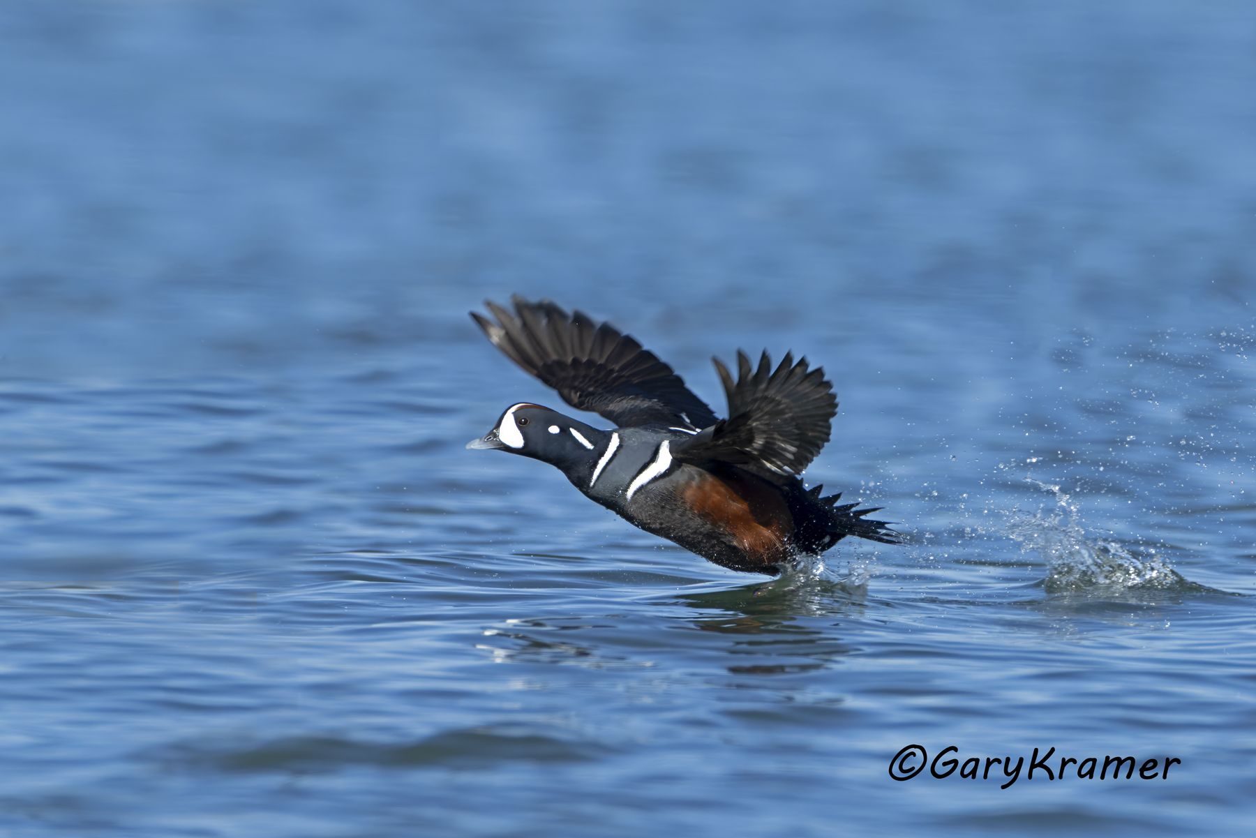 Harlequin Duck (Histrionicus histrionicus) - NBWH#528d