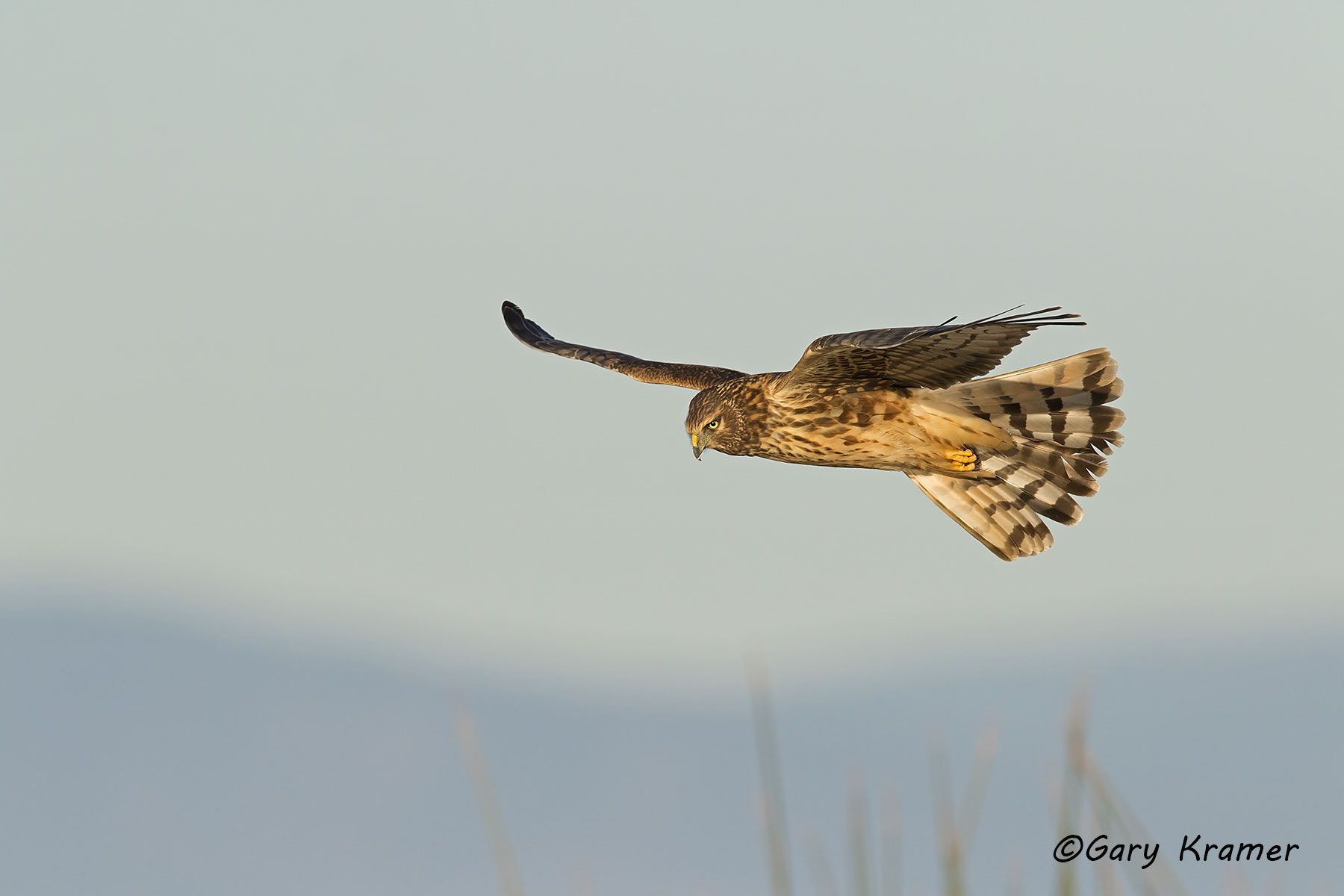 Northern Harrier (Circus cyaneus) - NBHN#120d