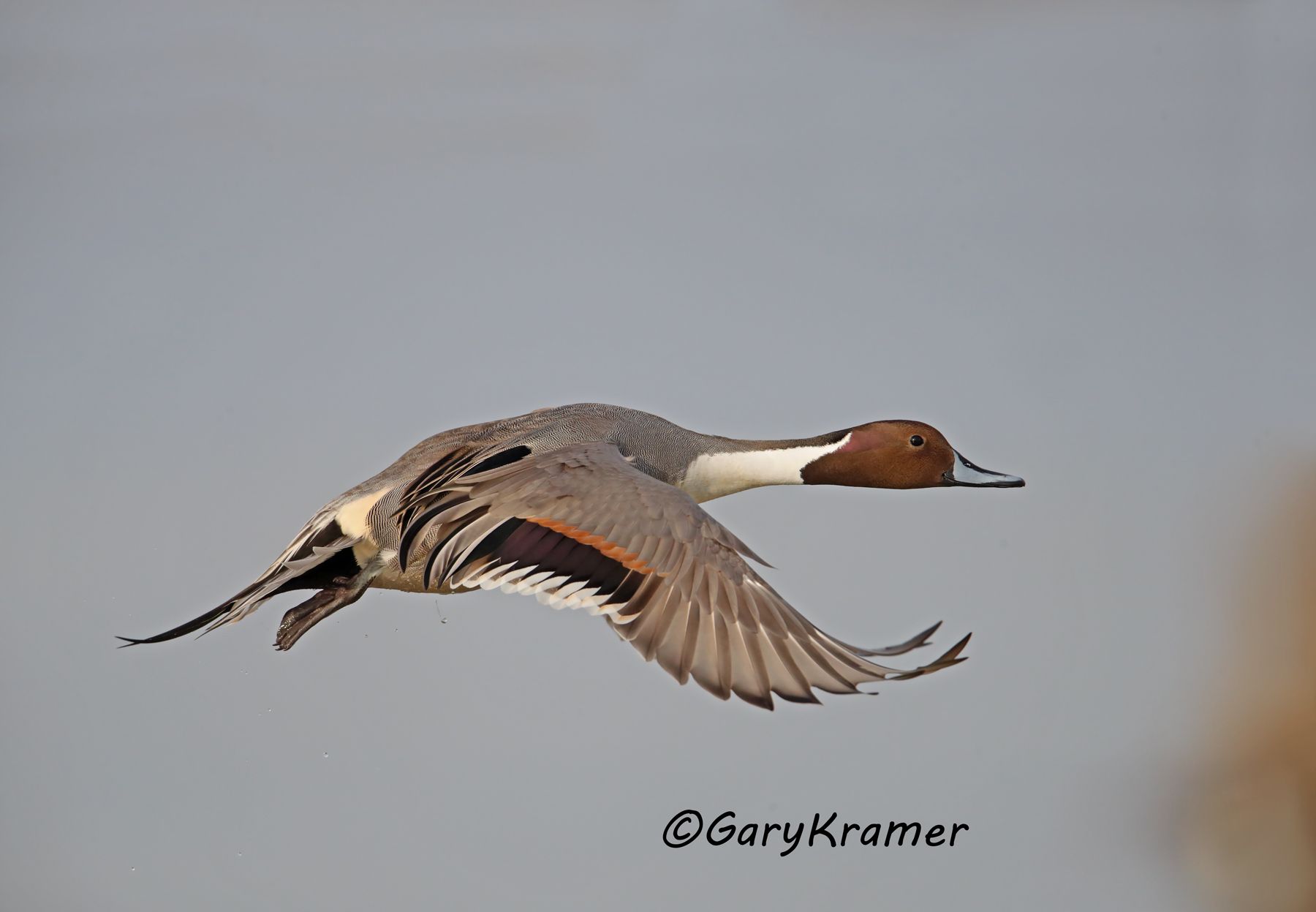 Northern Pintail (Anas acuta) - NBWP#9089d