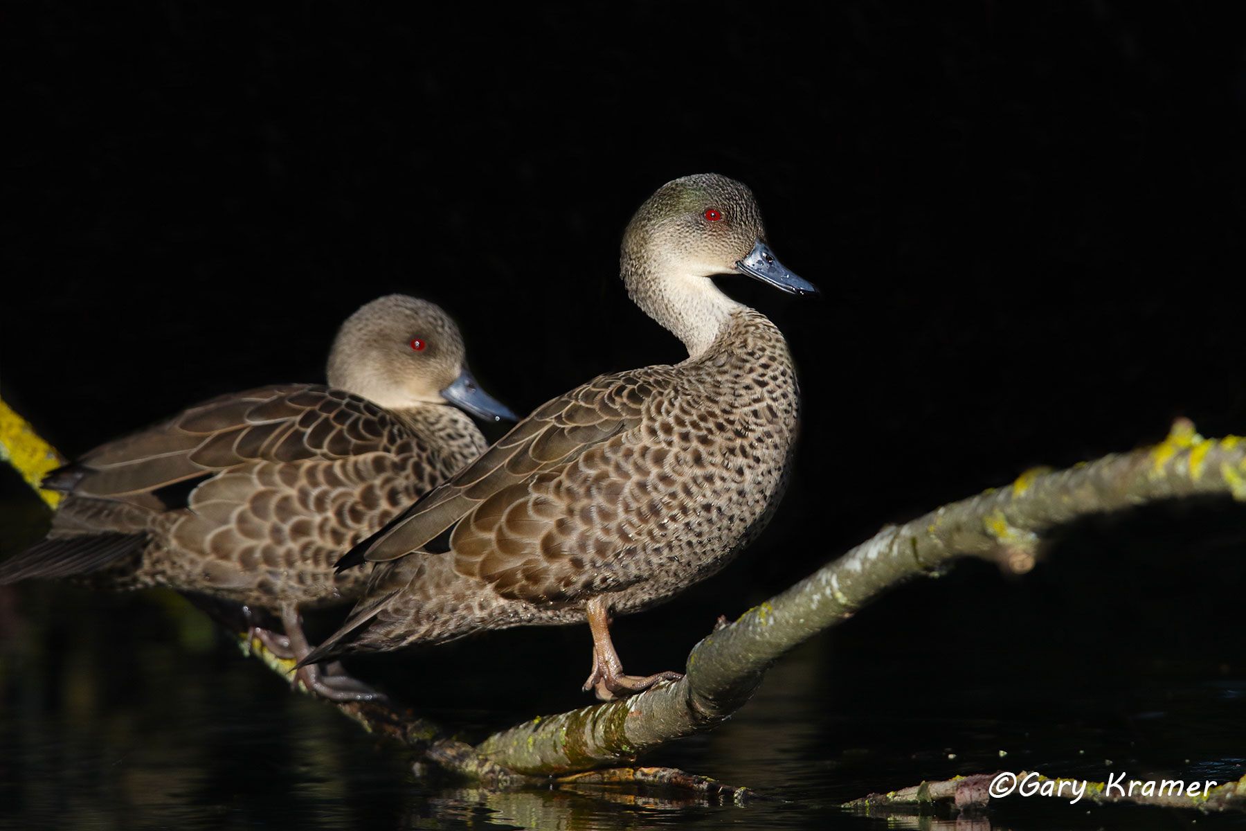 Grey Teal (Anas gibberifrons) Australia - OBWGt#030d