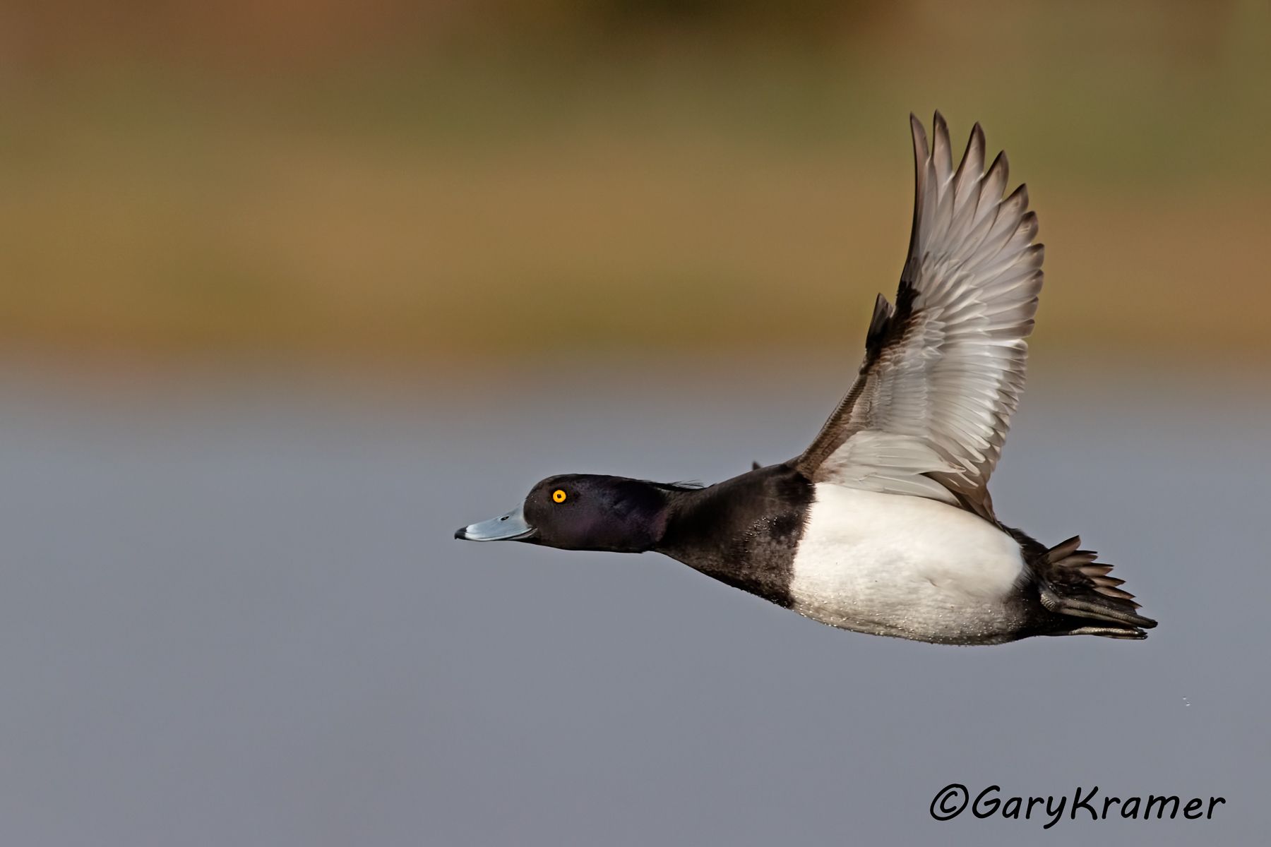 Tufted Duck (Aythya fuligula)  Tufted Duck (Aythya fuligula) - EBWT#249d