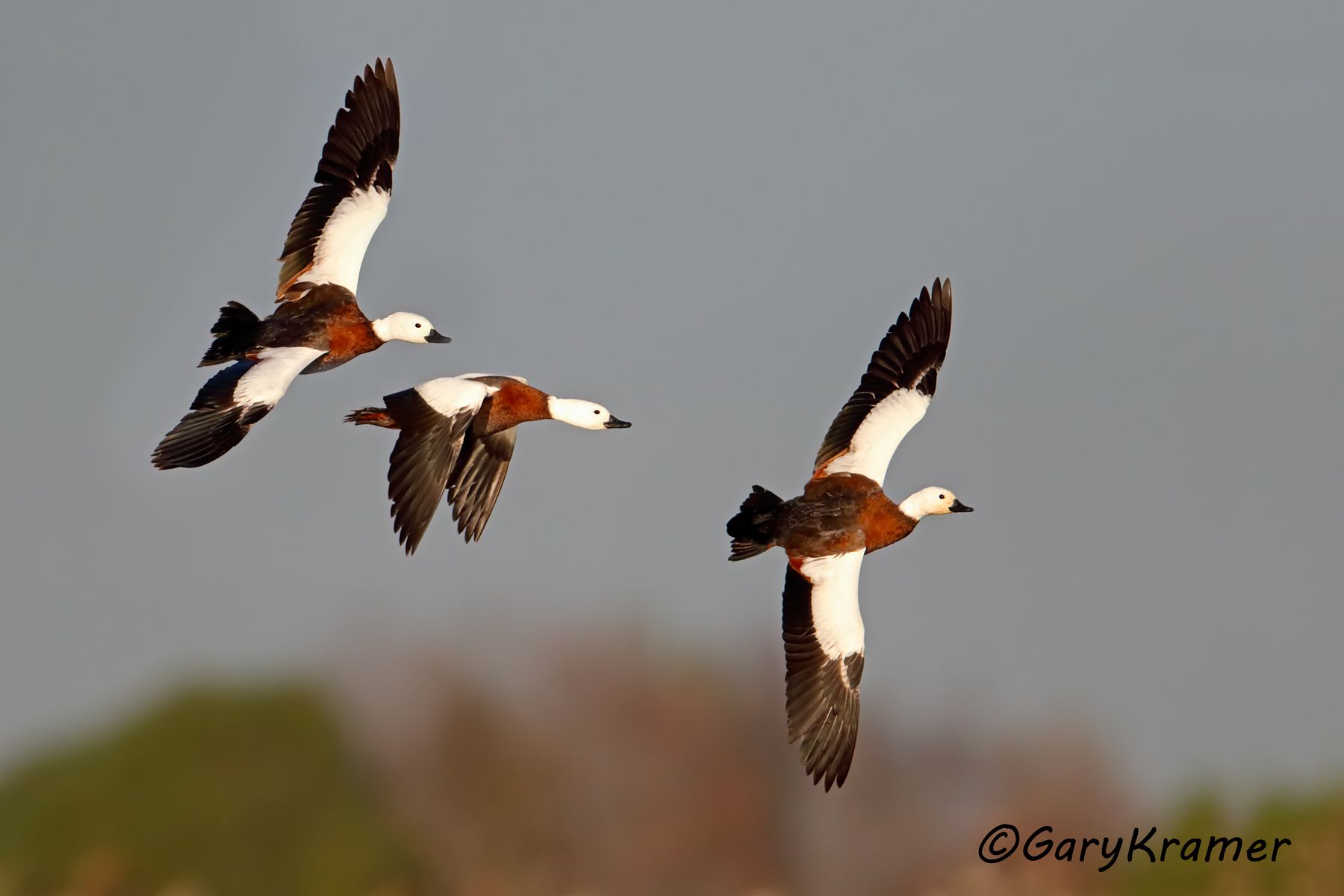 Paradise Shelduck (Tadorna variegata) Paradise Shelduck (Tadorna variegata) - OBWP#390d