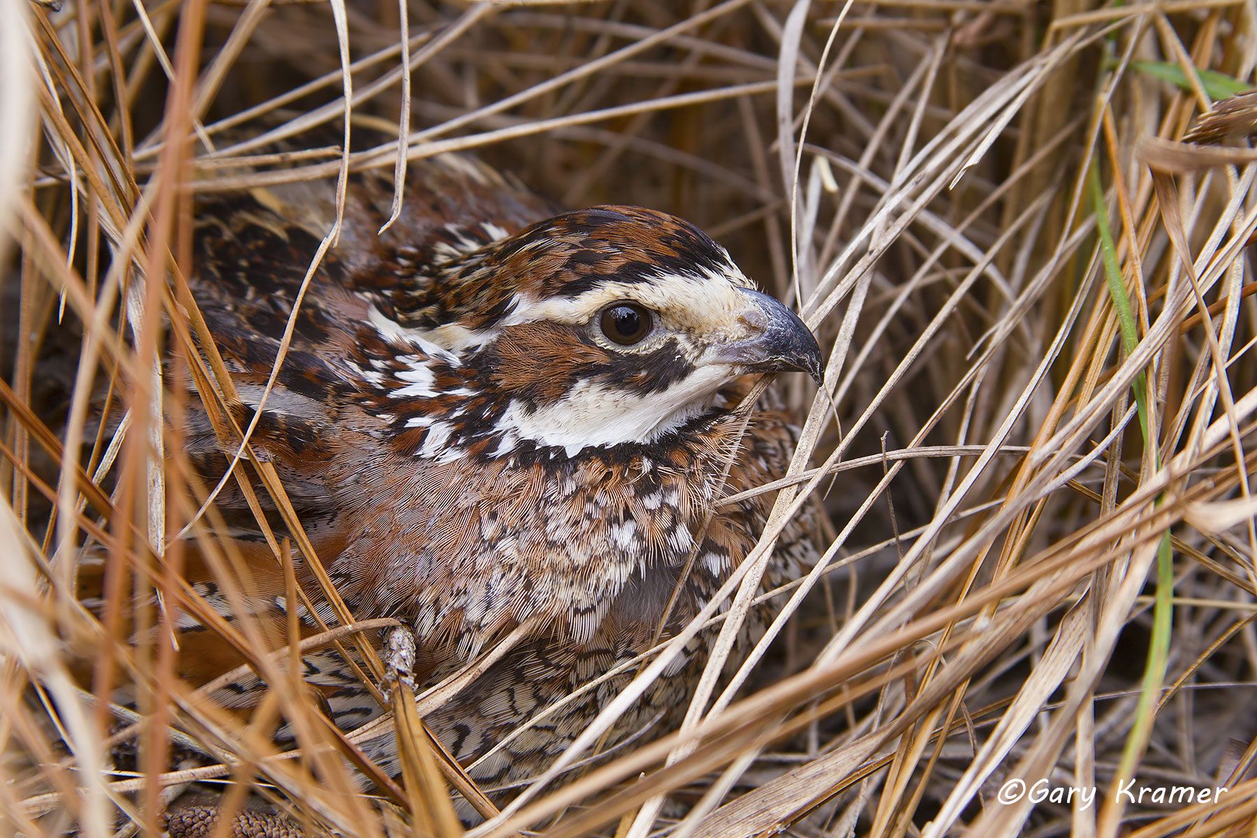 Northern Bobwhite (Colinus virginianus) - NBGQb#550d