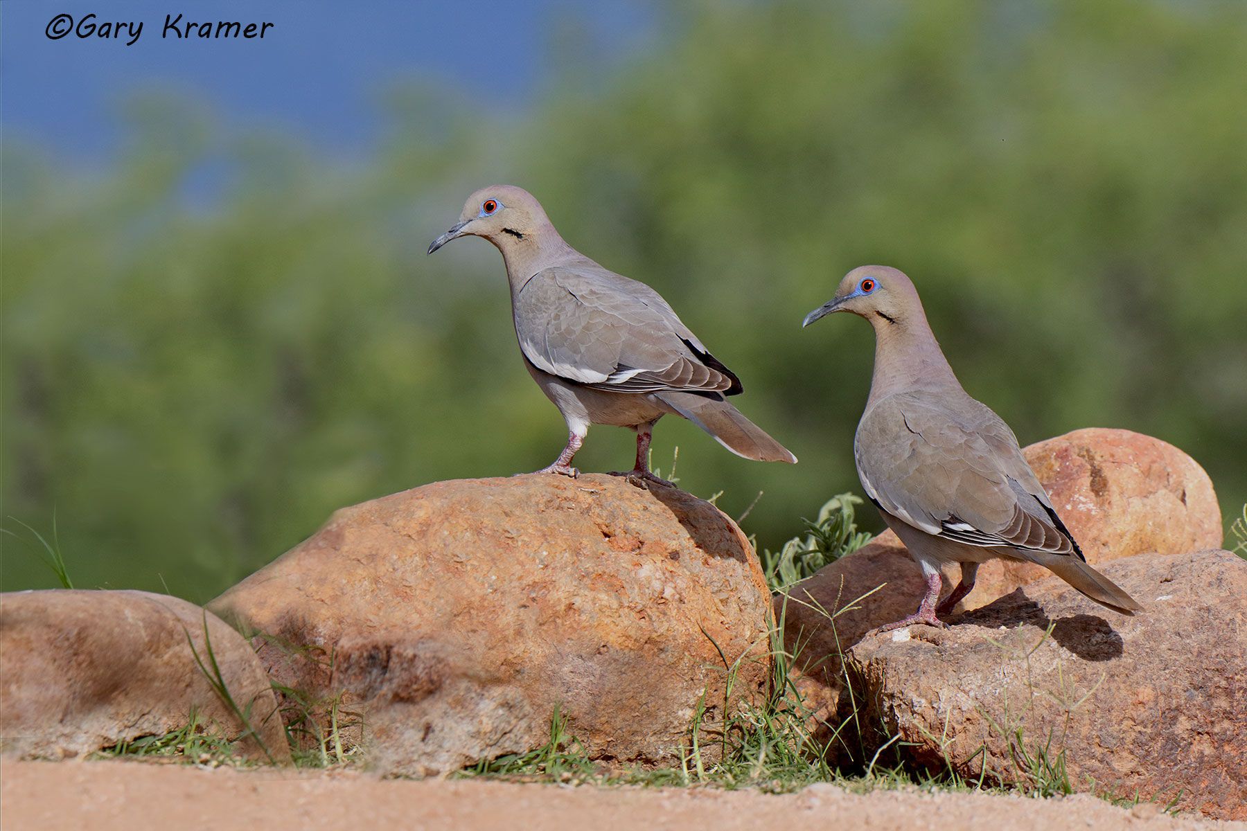 White-winged Dove (Zenaida asiatica) - NBDWw#534d